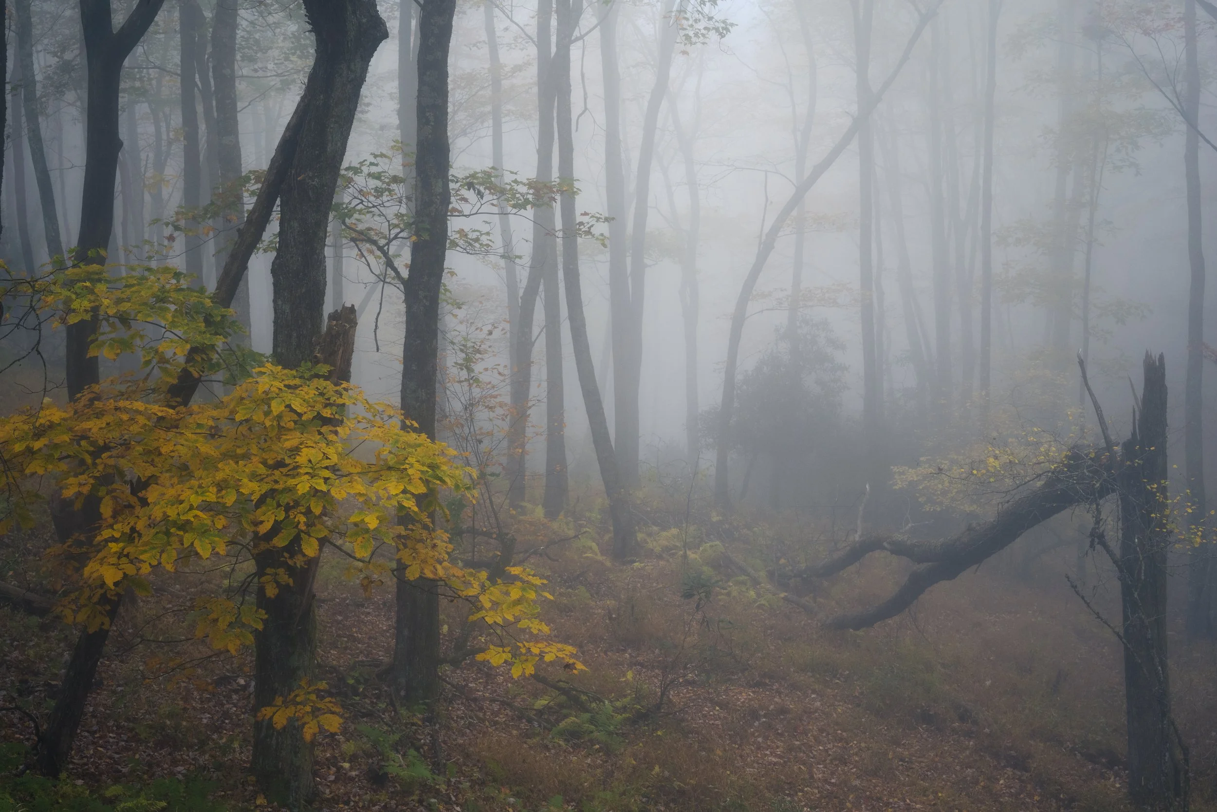fall2025-doughtonpark.jpg