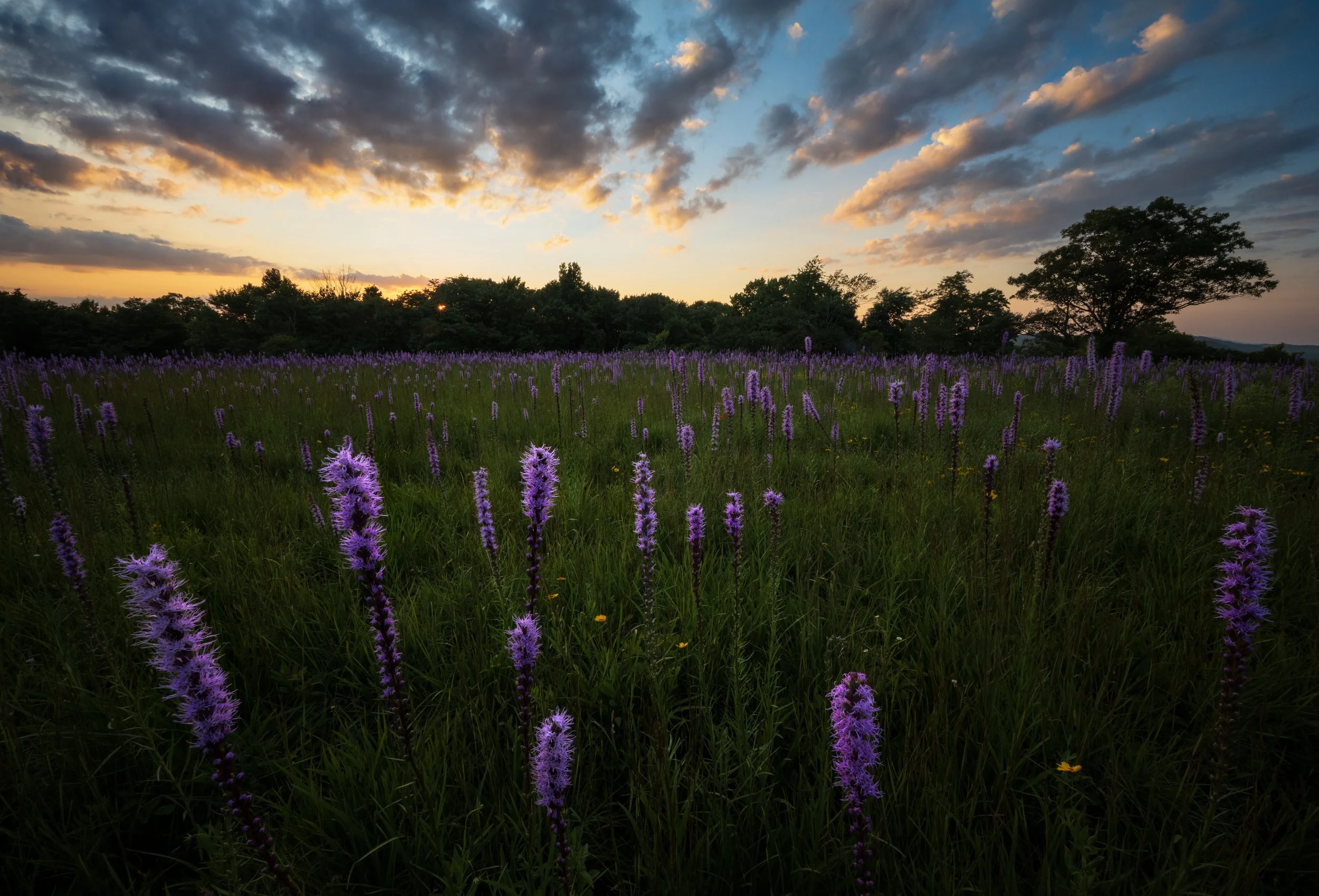 doughtonparkblooms_sunsetblooms_26-final.jpg