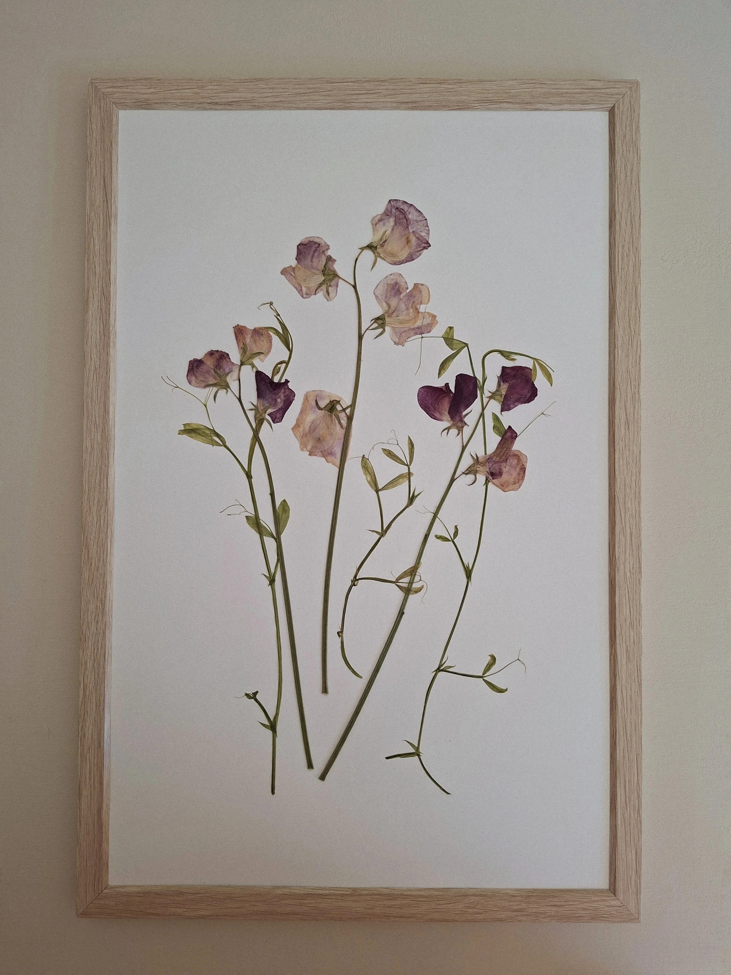 A composition of pressed sweet peas in shades of blush, lavender, and deep purple on white paper, framed in white oak.