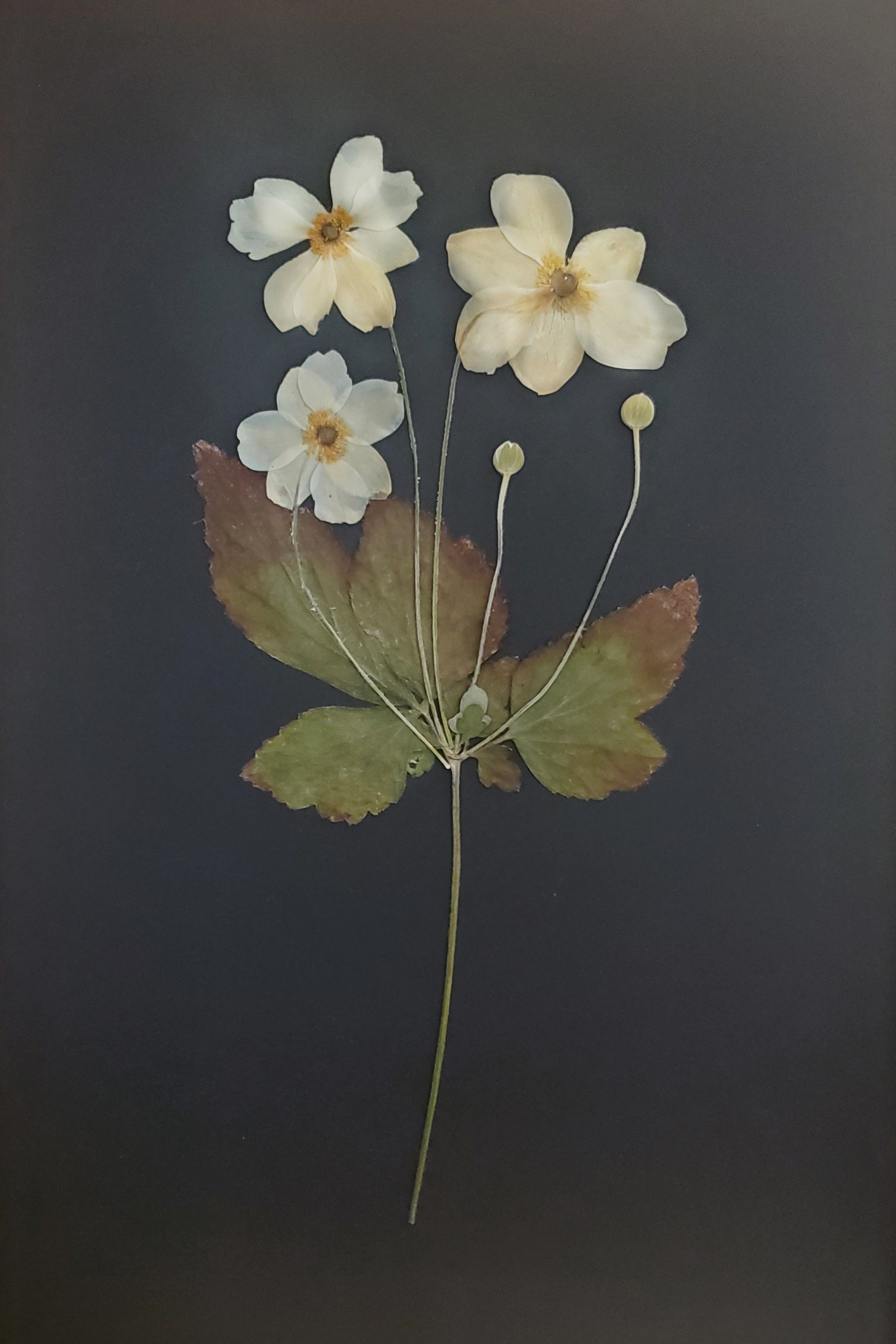 Japanese Anemones