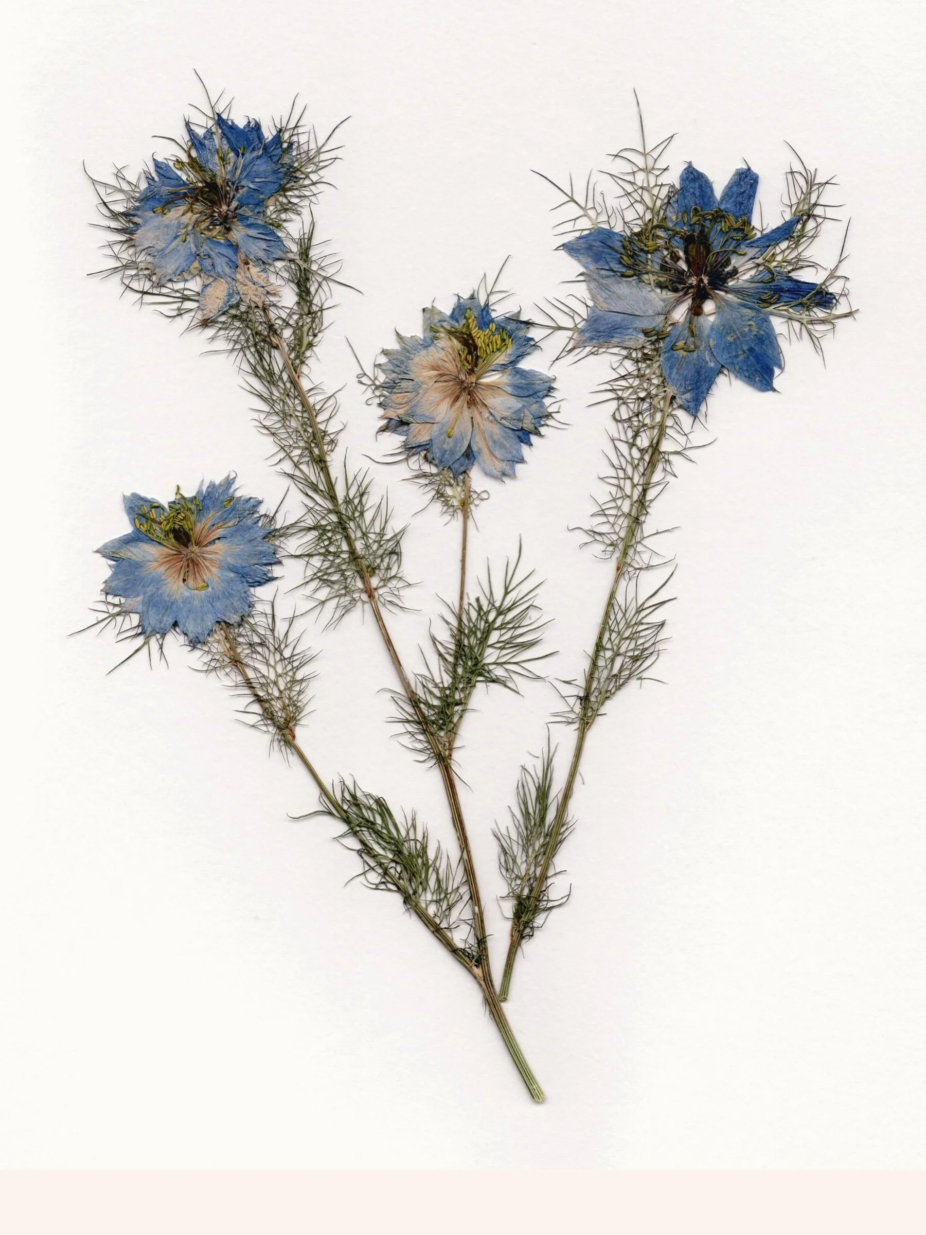 Love-in-a-Mist