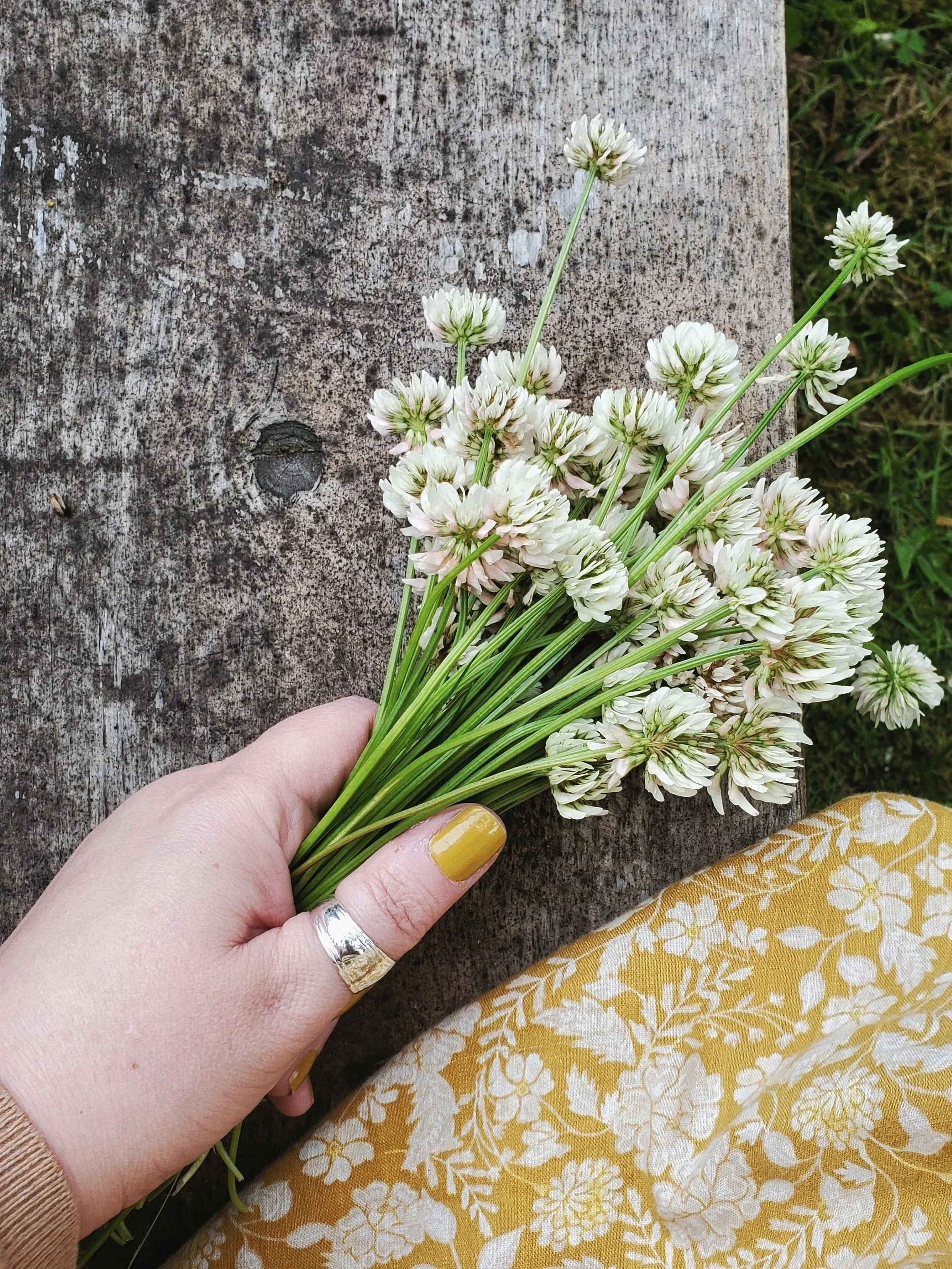 A hand holding a freshly gathered bunch of white clover against weathered wood, with golden-yellow floral dress fabric visible below.