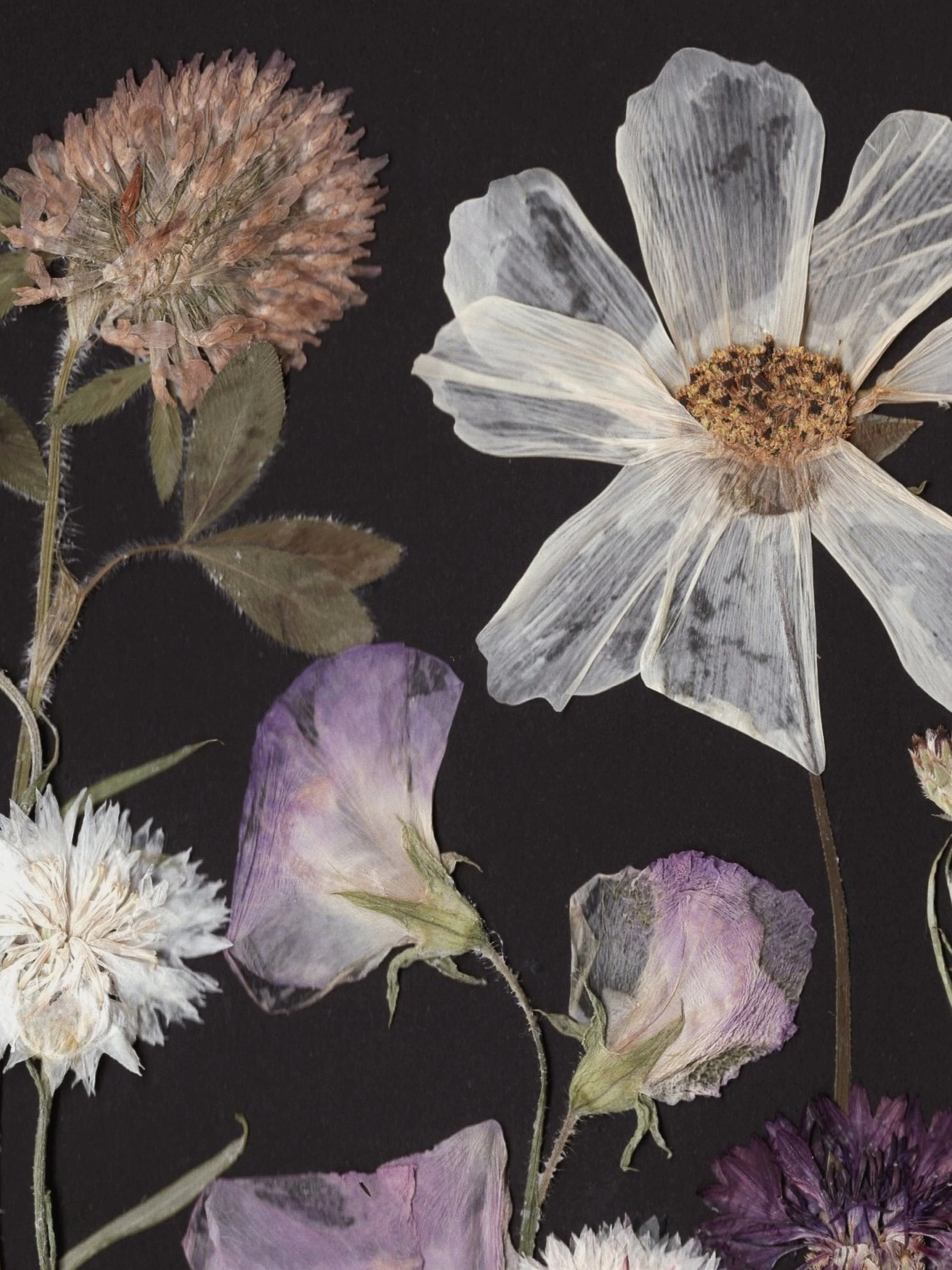 Close-up of pressed cosmos, red clover, white clover, and sweet peas arranged on a black background.