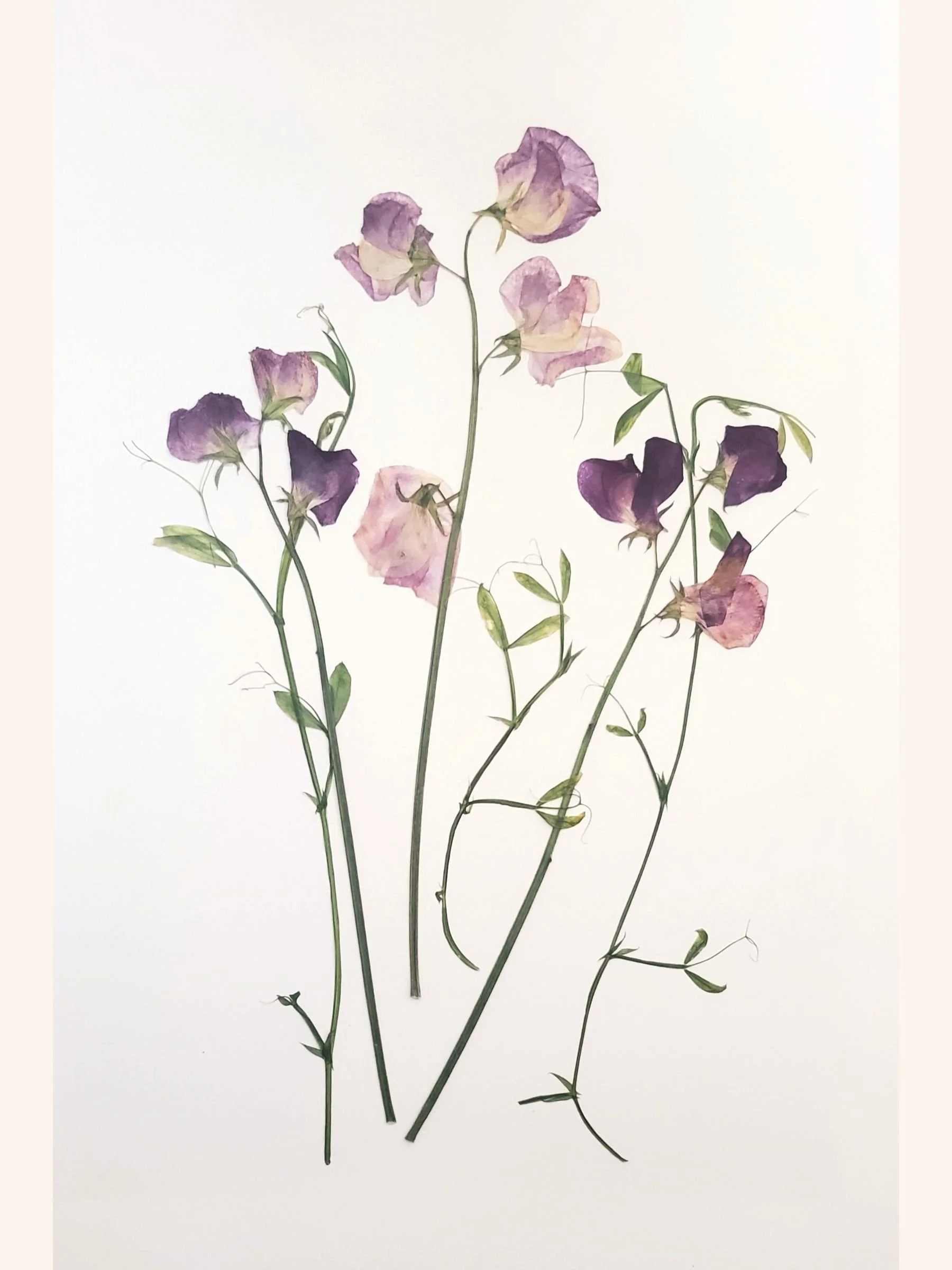 Sweet Peas