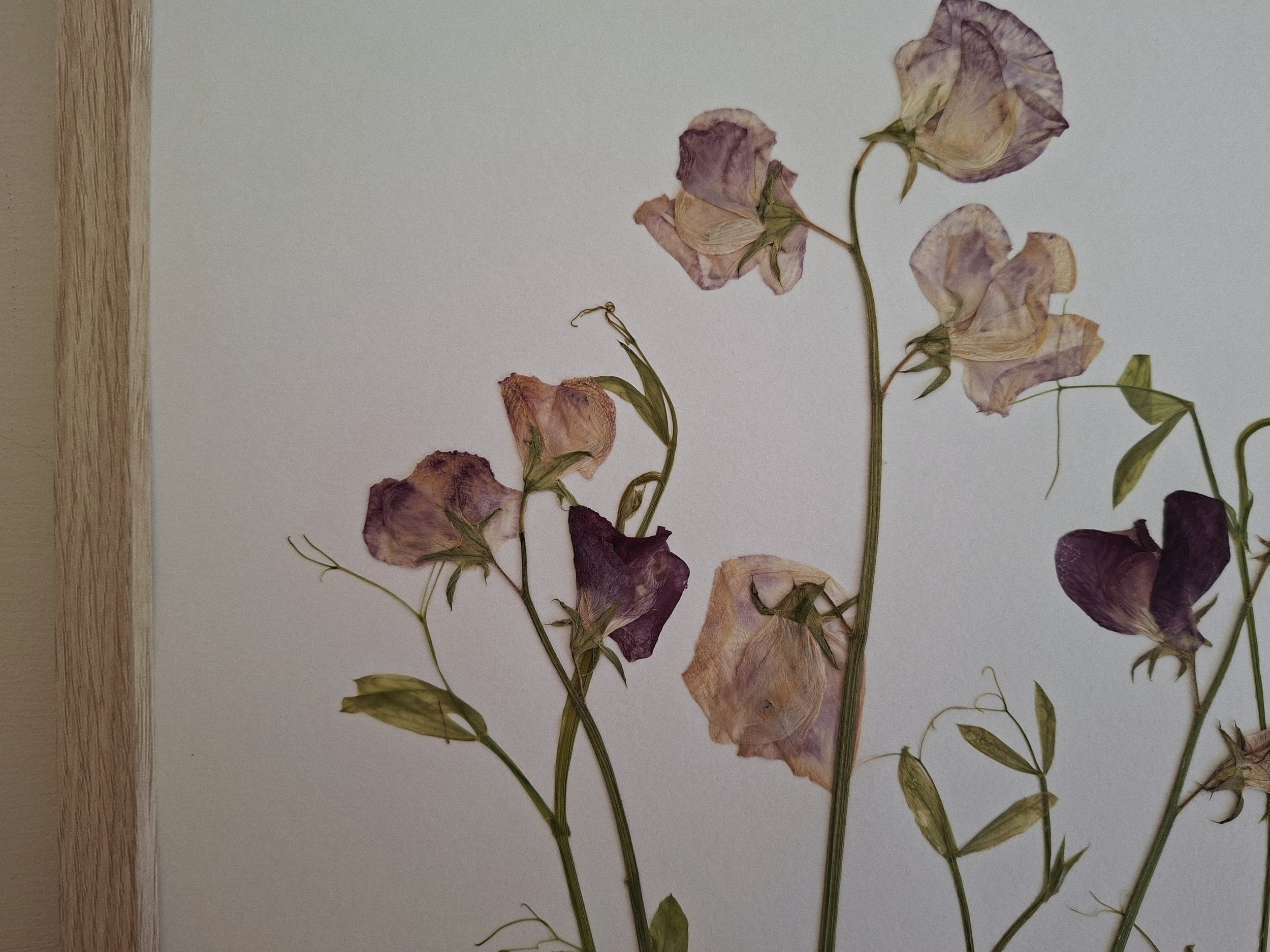 A close-up of pressed sweet peas in shades of blush, lavender, and deep purple on white paper, framed in white oak.