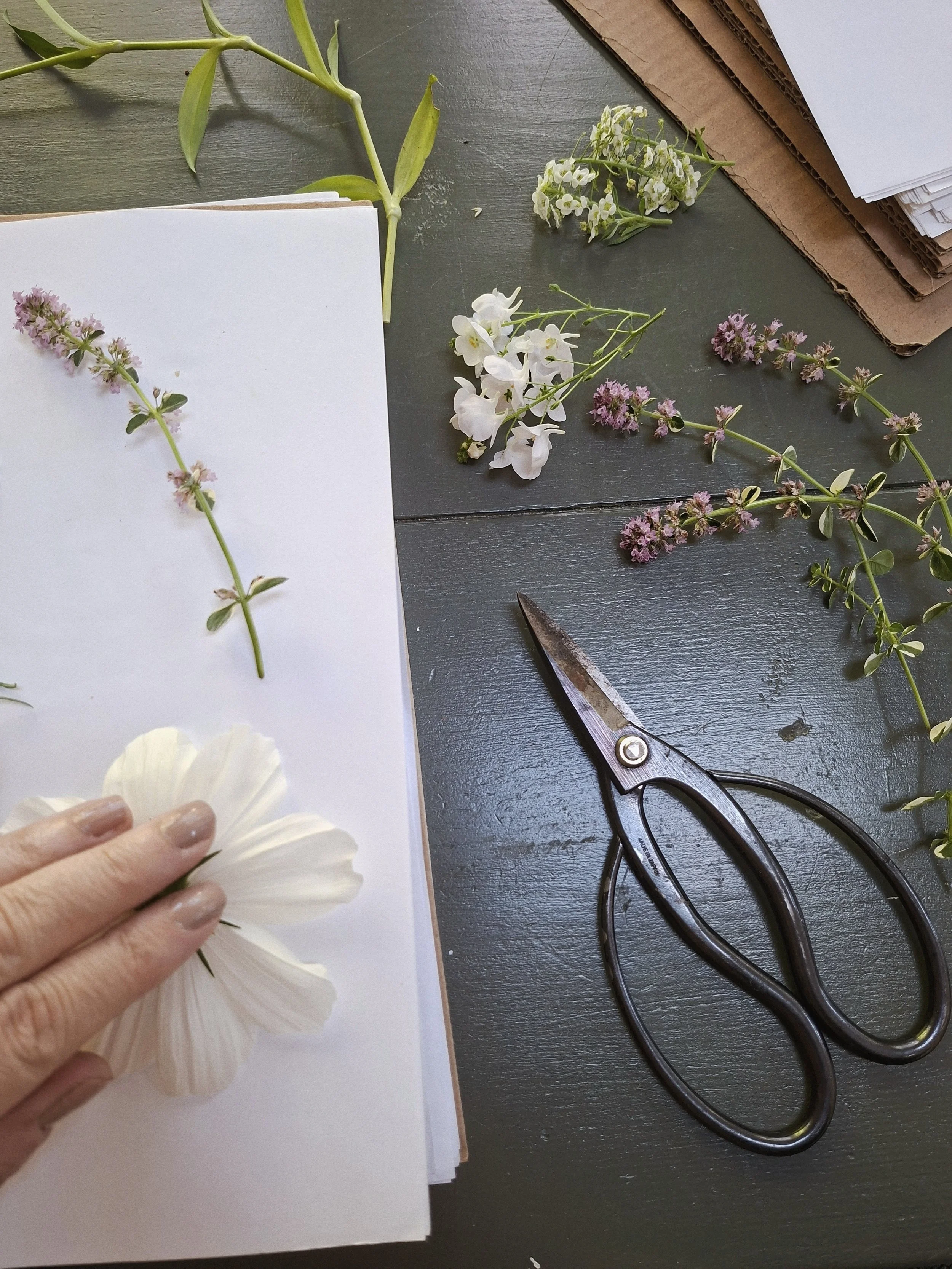 Freshly gathered flowers being arranged for pressing on a dark green worktable, with a hand, paper, and botanical scissors.