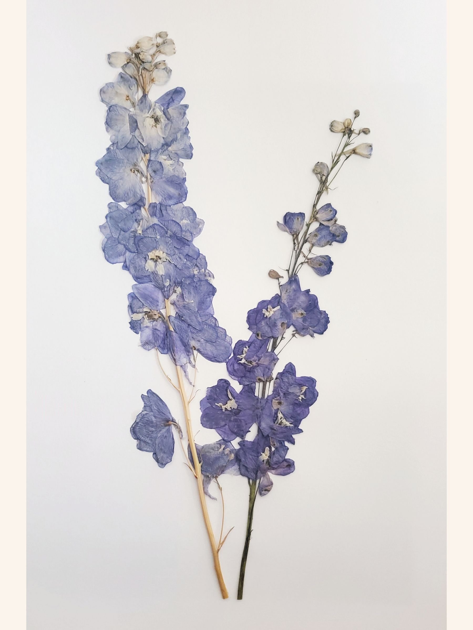 Delphiniums