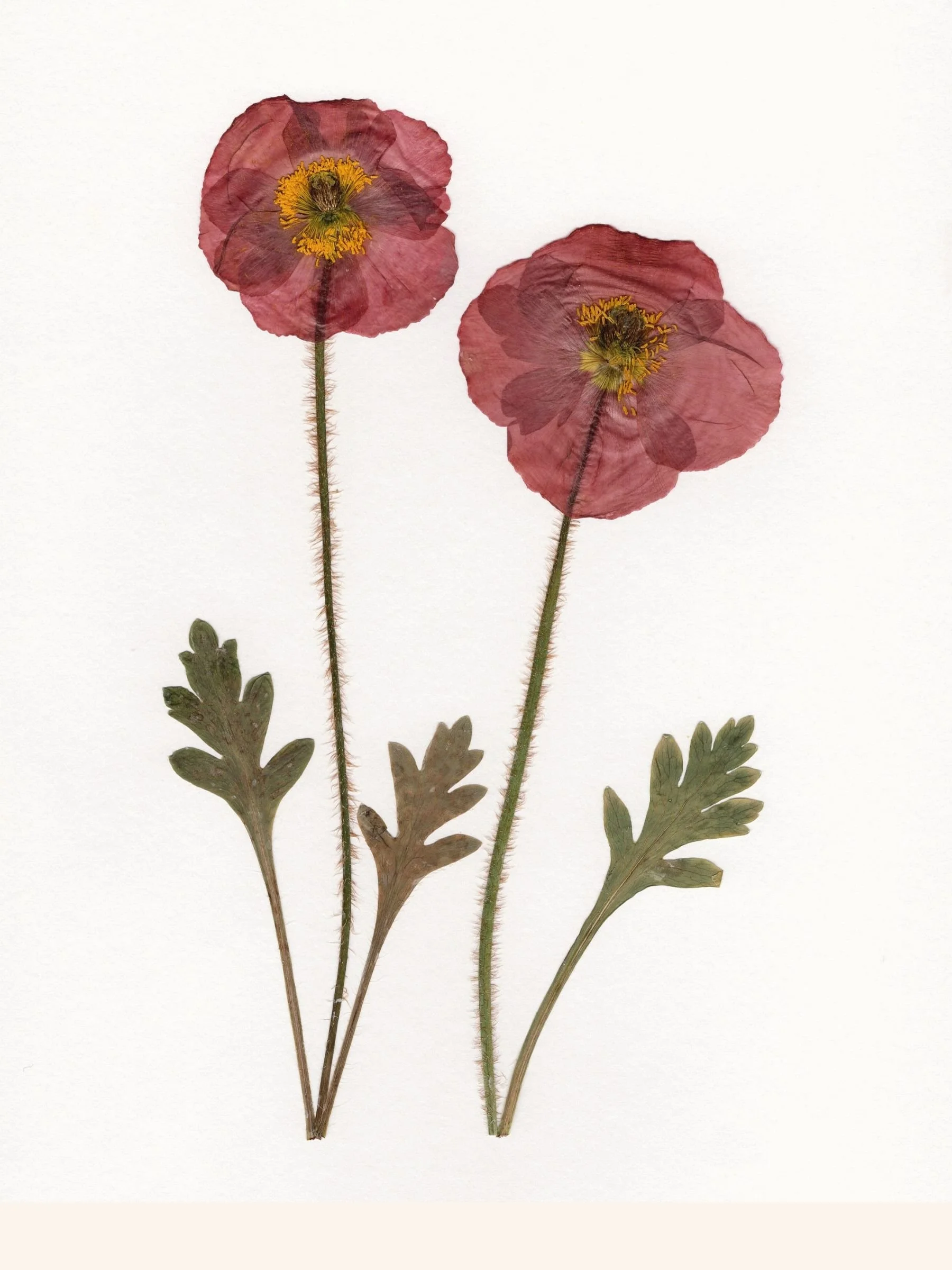 Iceland Poppies