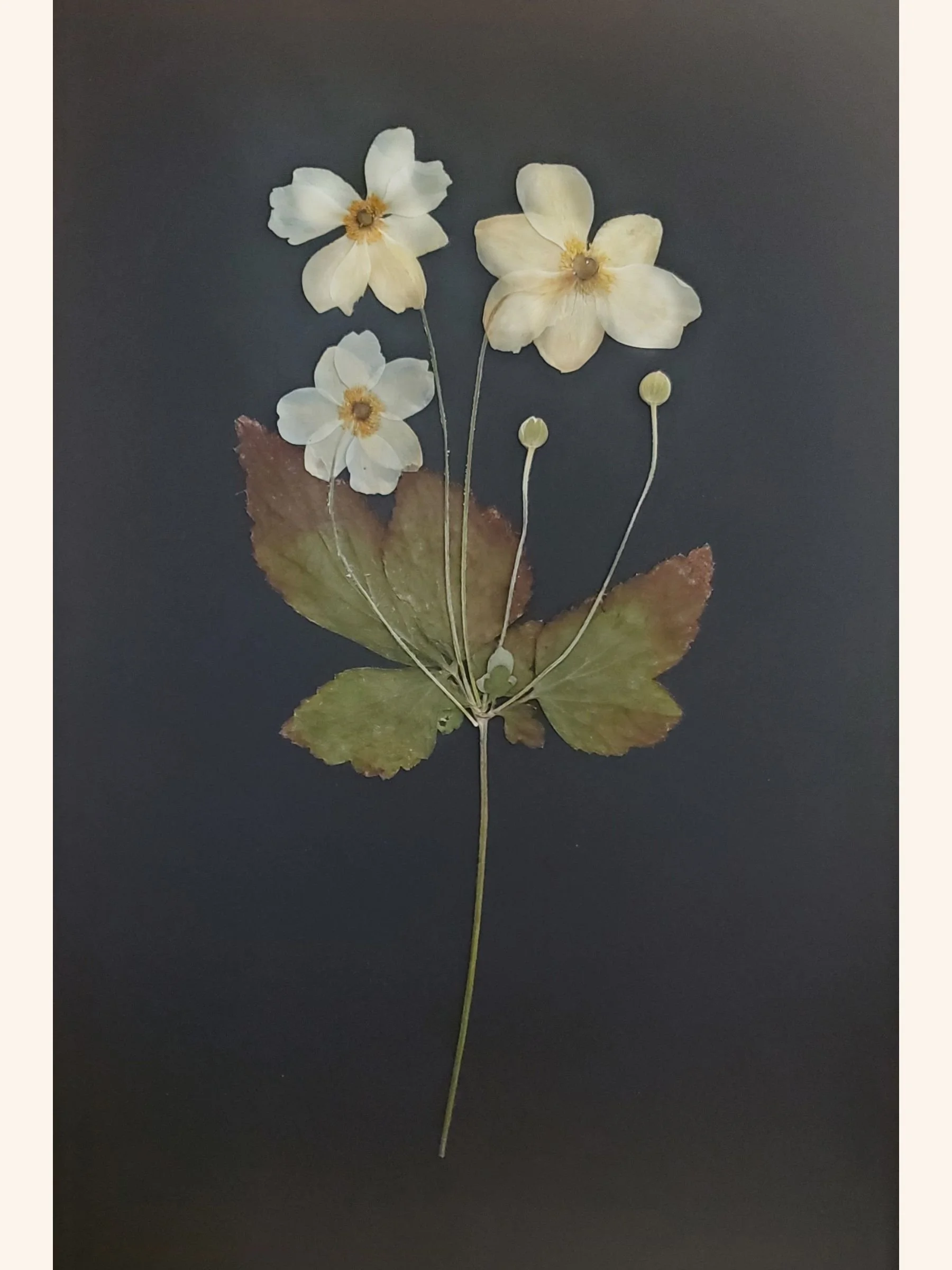 Japanese Anemones