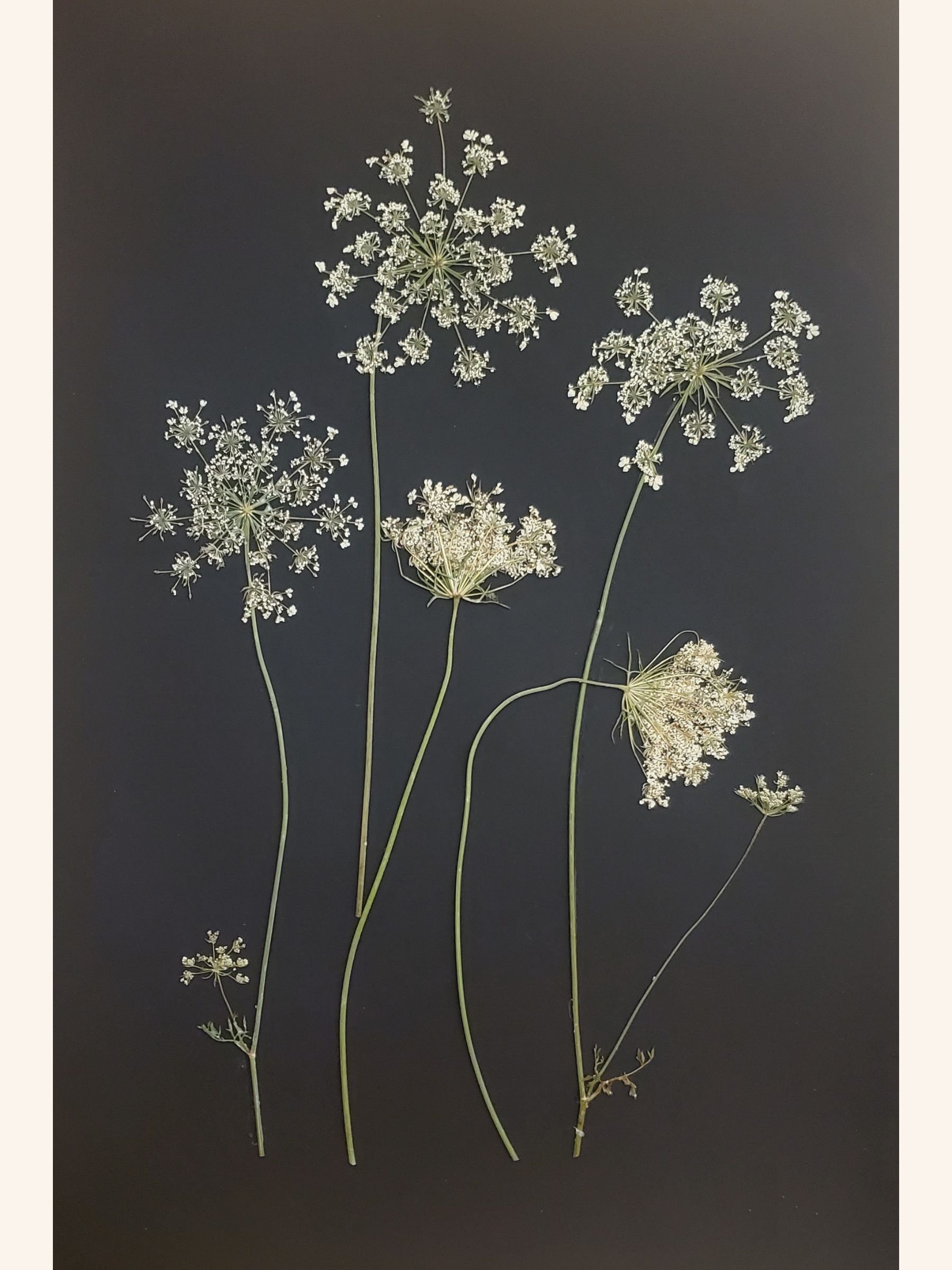 Queen Anne's Lace