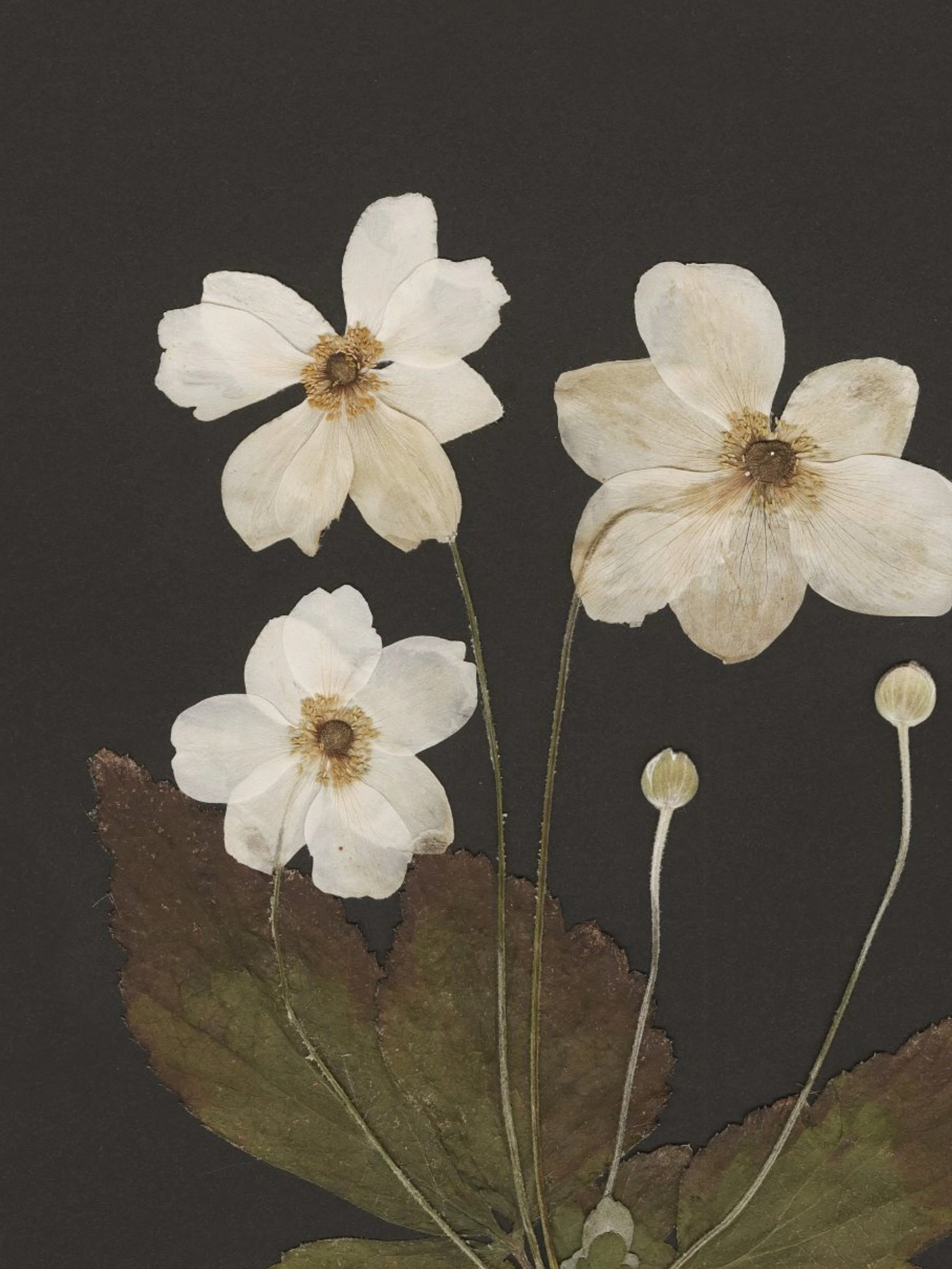 Close-up of pressed Japanese anemones and leaves arranged on a black background.