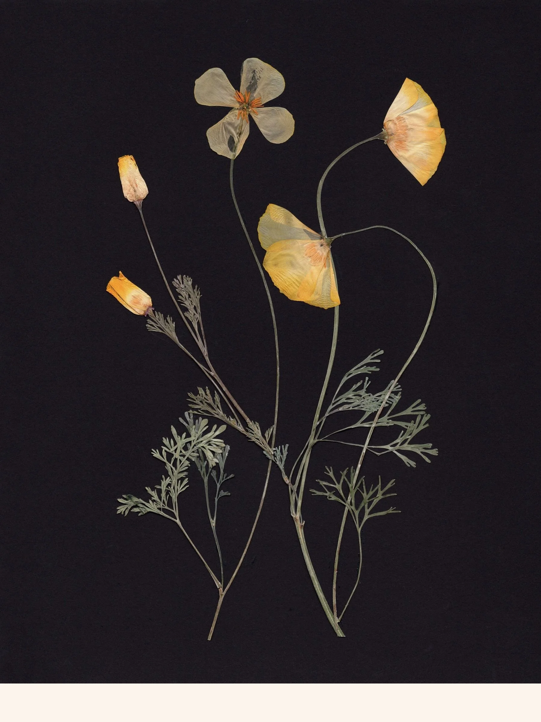 California Poppies