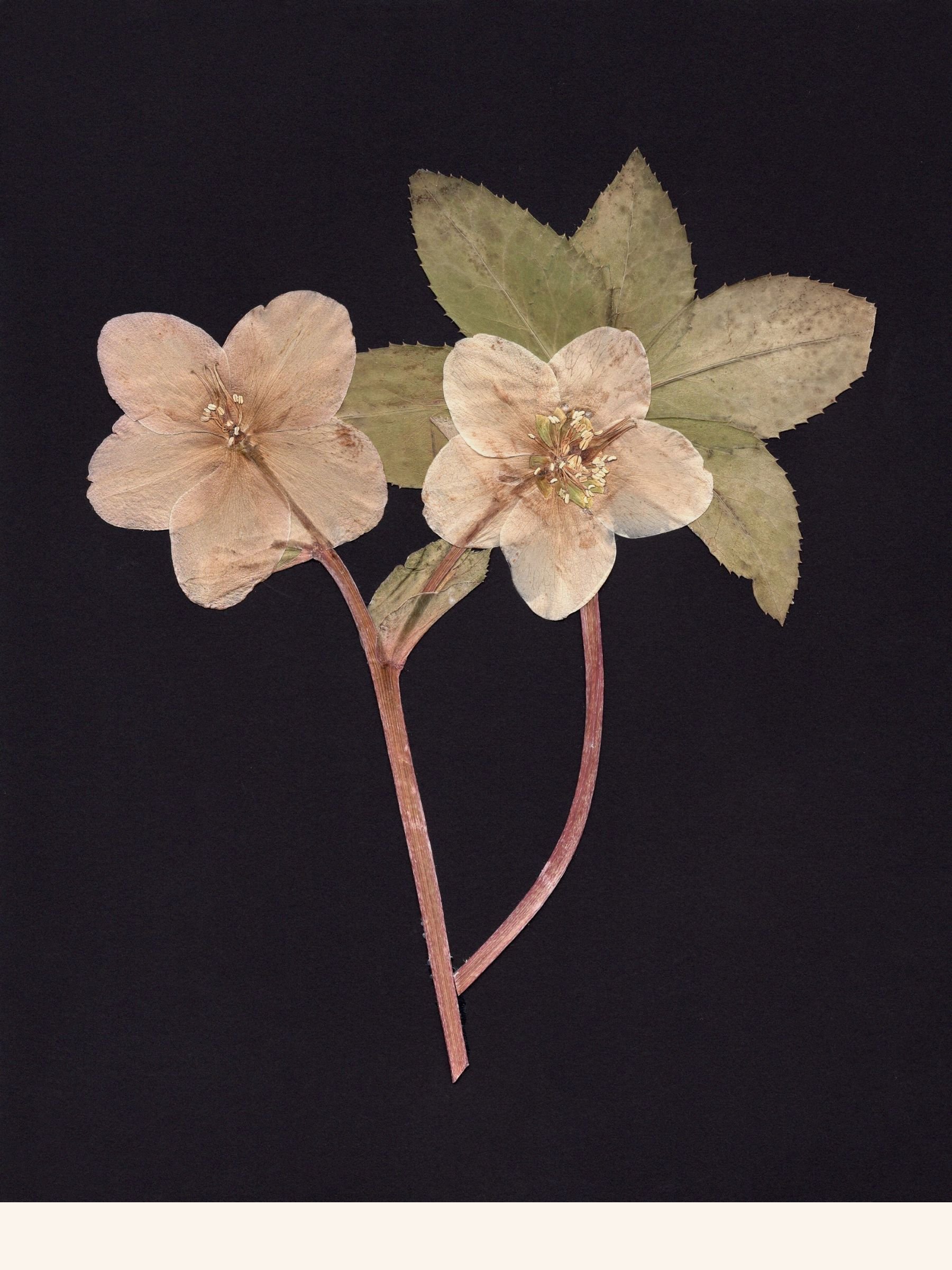 Pink Frost Hellebores