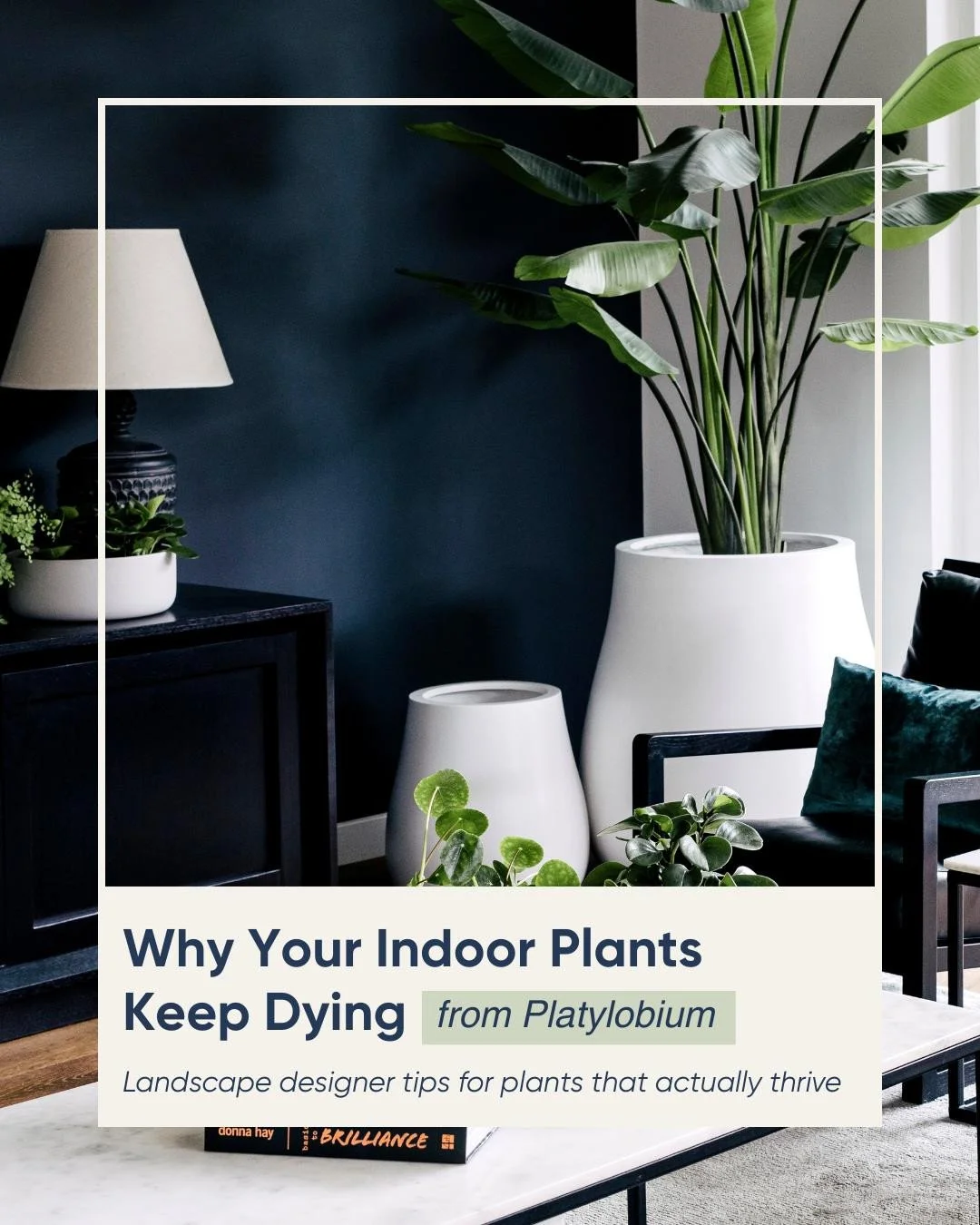 Is it just me, or is there nothing more heartbreaking than watching a $100 plant slowly lose its soul in the corner of your living room?⁠
⁠
We&rsquo;ve all been there. You see a stunning, structural beauty at the nursery, you imagine it looking perfe