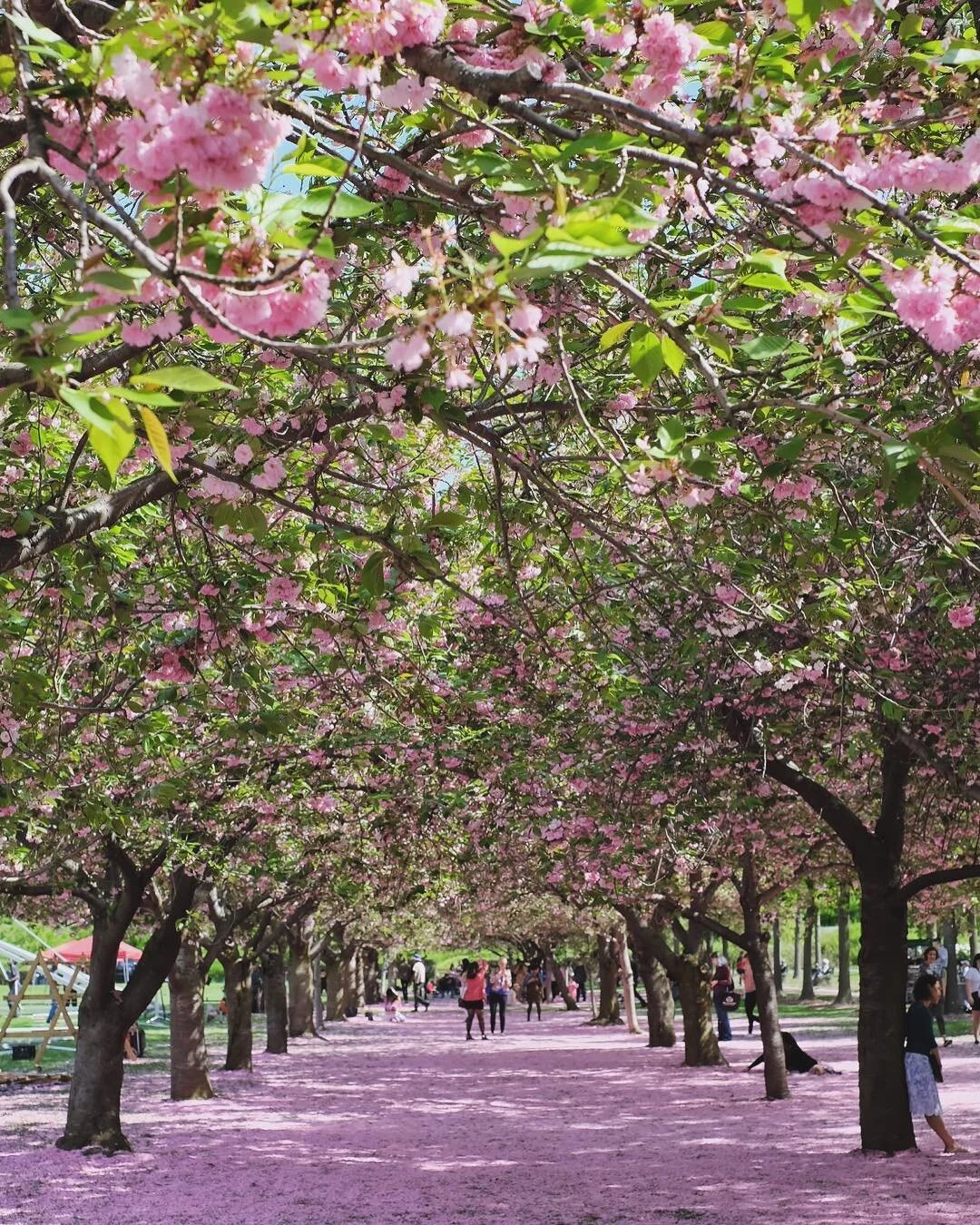 🌸 Roll out the pink carpet 🌸