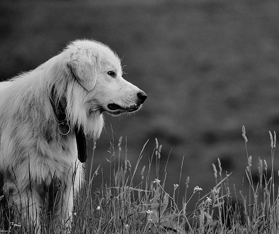 Journal Canine State Of Mind journal-canine-state-of-mind