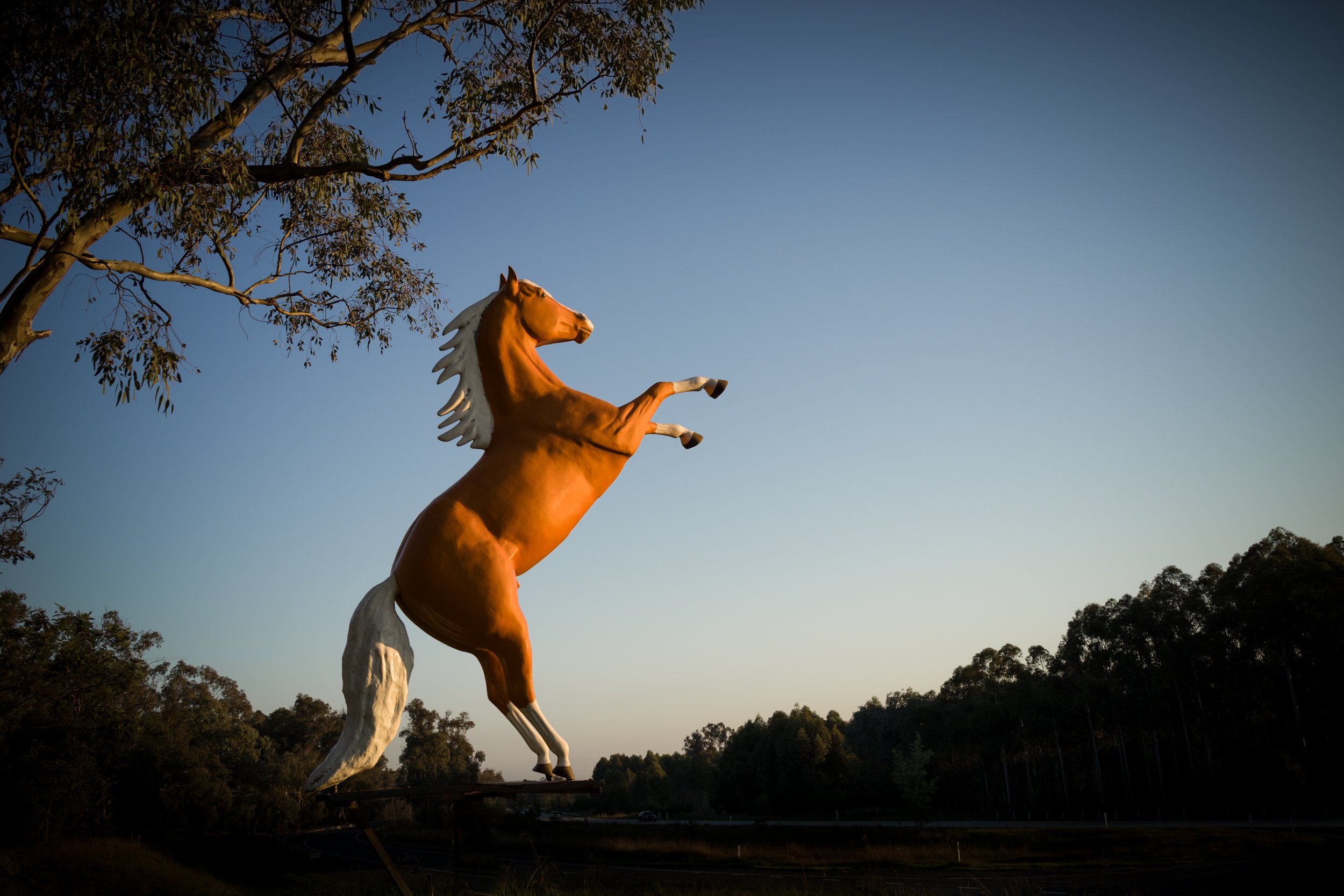 Wild Horses - Wangaratta