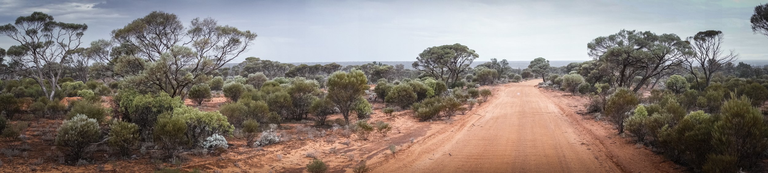 Spinifex country - W.A.