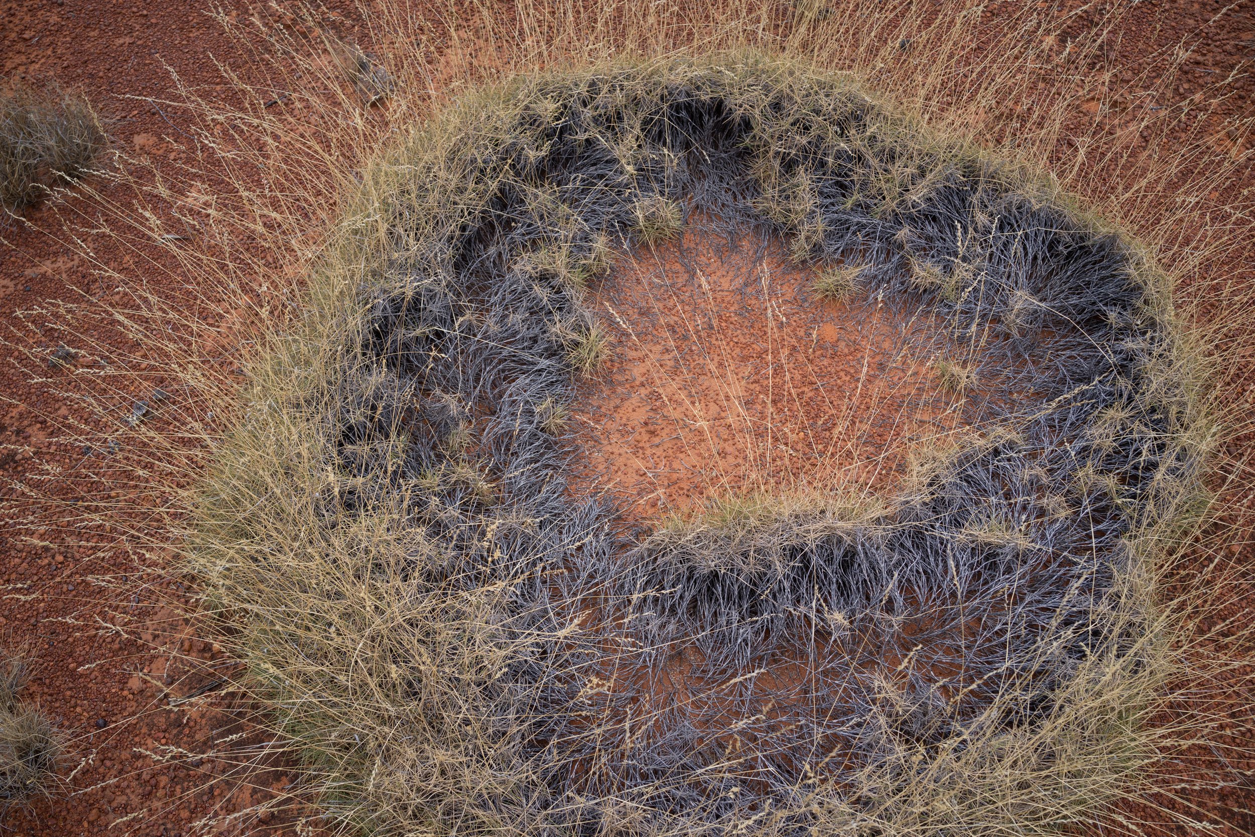 Spinifex