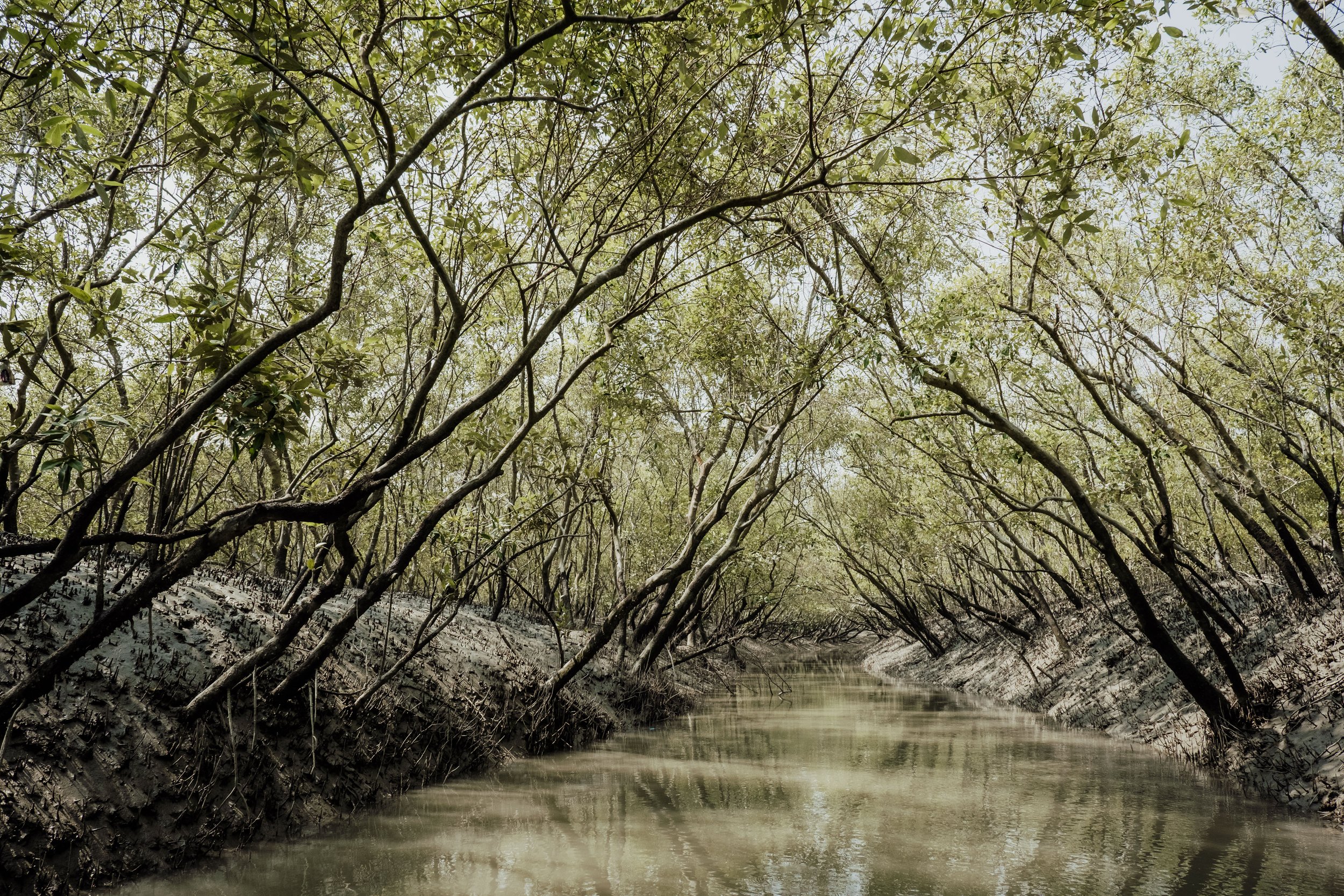 Foret de mangrove des Sundarbans, Mangrove forest in the Sandarb