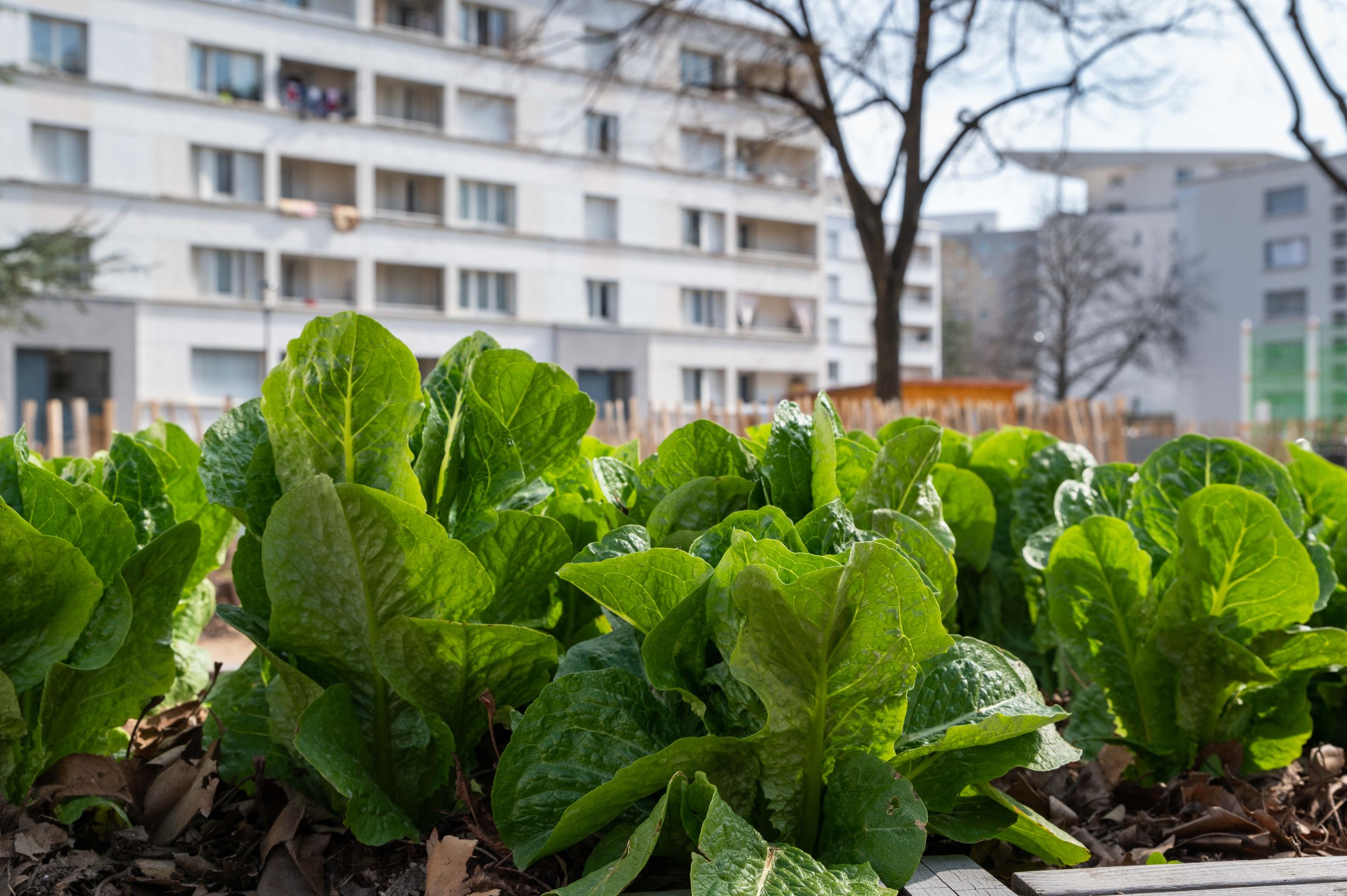 climat, ecologie, maraicher urbain, vegetalisation des villes, a