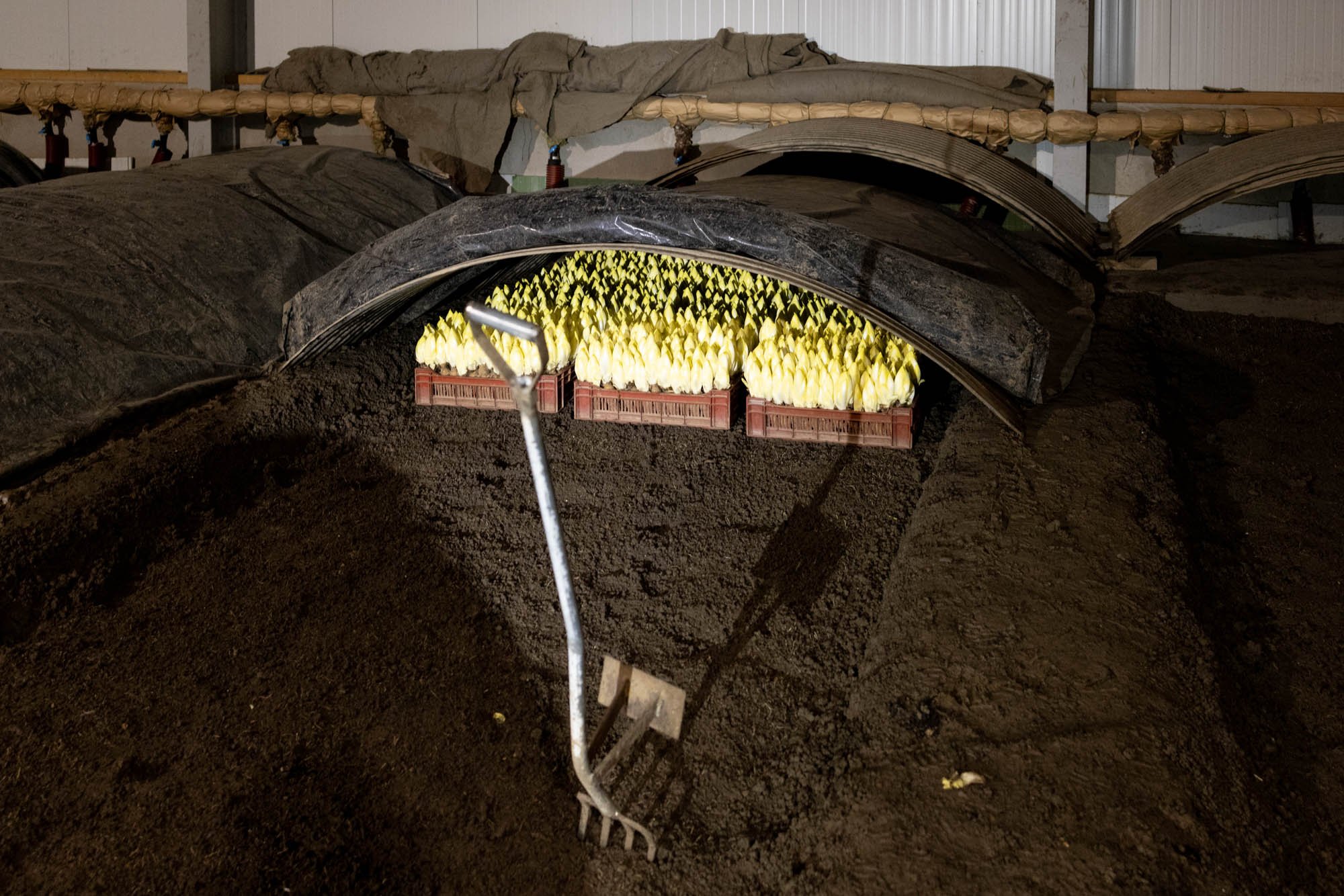 FRANCE  FLOODS POLDER  ST OMER-Mayeux-18.jpg