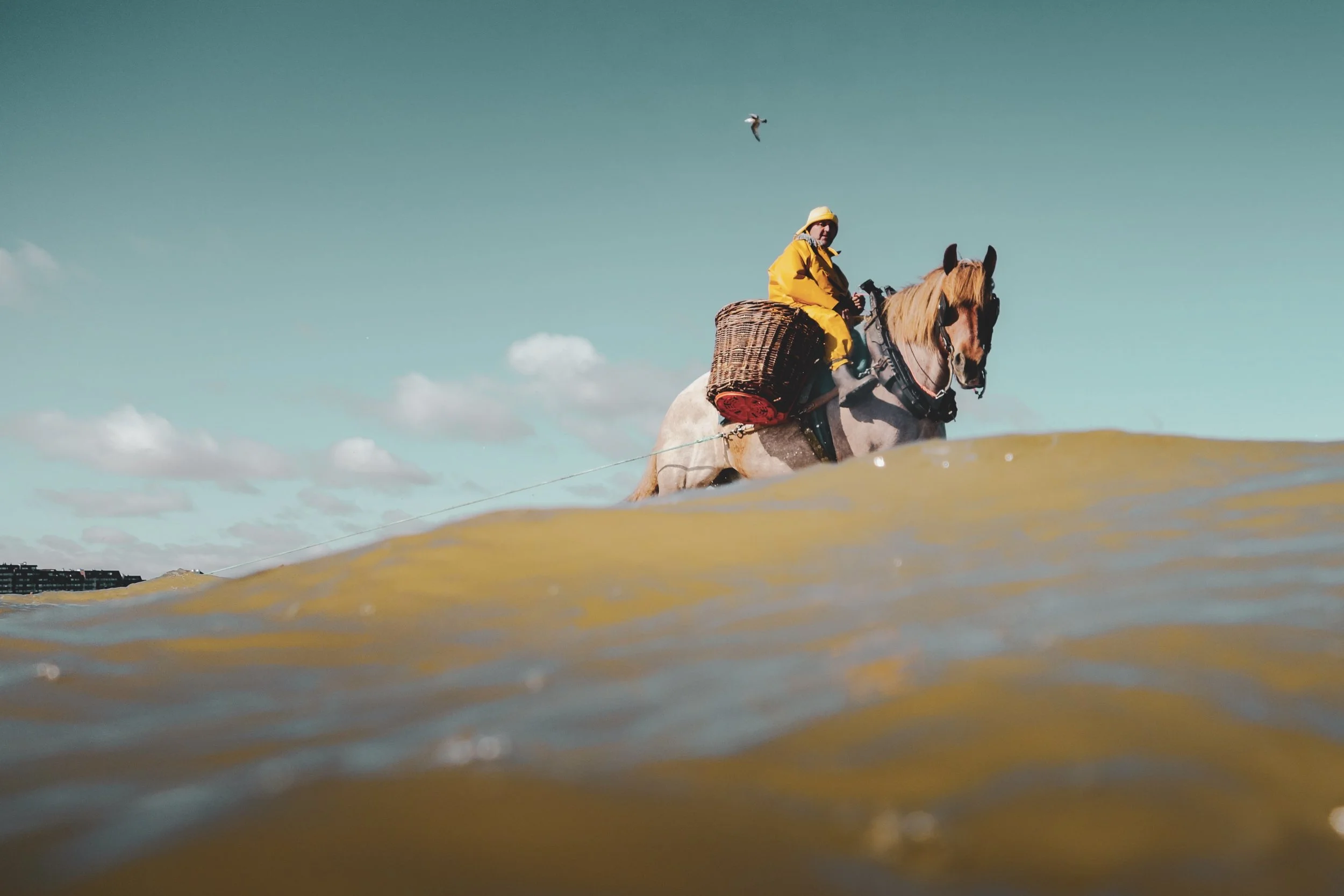 11_JM-LECLERE_BELGIUM-WESTERN _FLANDERS-HORSE_FISHERMAN_JML_08218.jpg