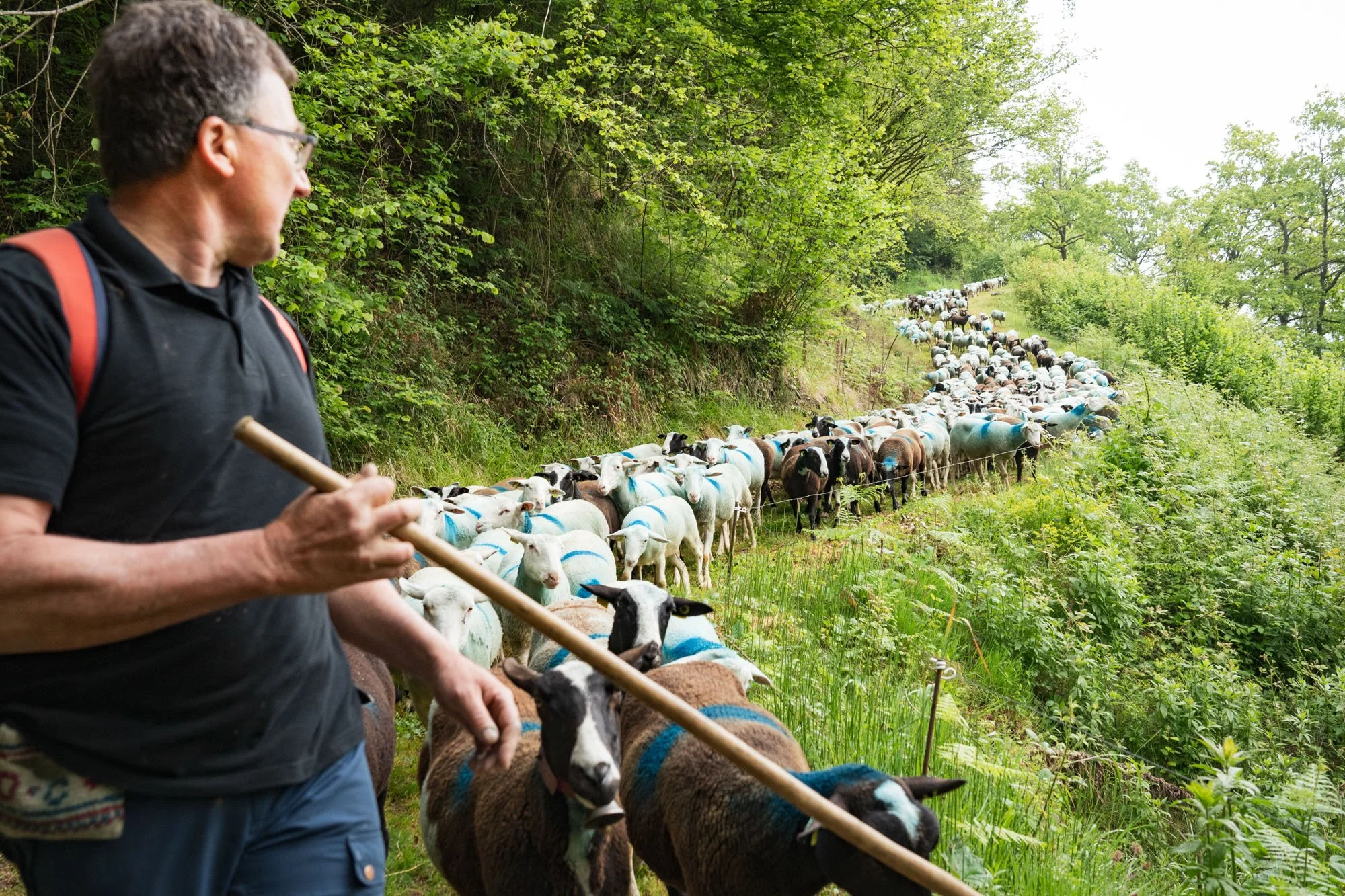 TRANSHUMANCE PYRENEES - JONATHAN CATHALA - SITE COLLECTIF DR-10.jpg