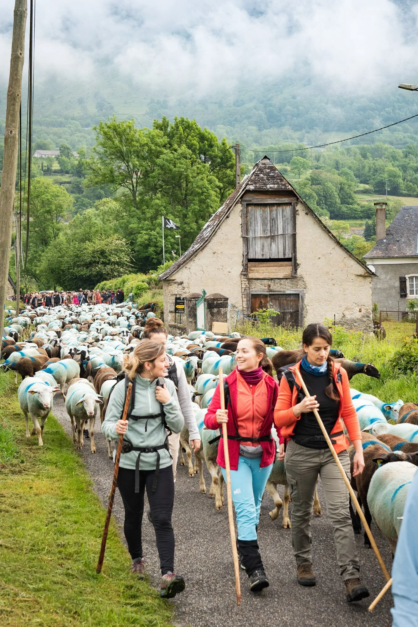 TRANSHUMANCE PYRENEES - JONATHAN CATHALA - SITE COLLECTIF DR-8.jpg