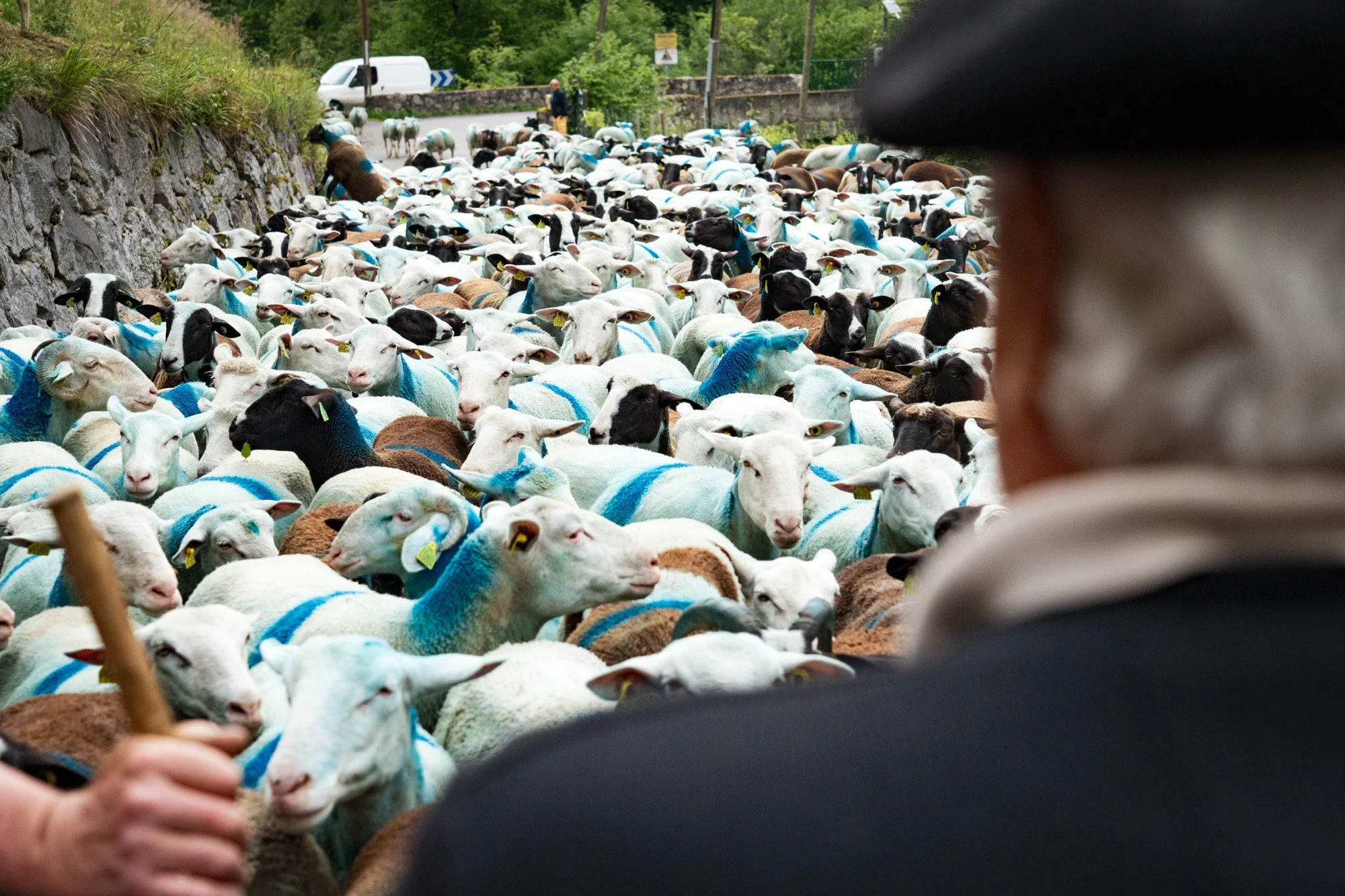 TRANSHUMANCE PYRENEES - JONATHAN CATHALA - SITE COLLECTIF DR-14.jpg