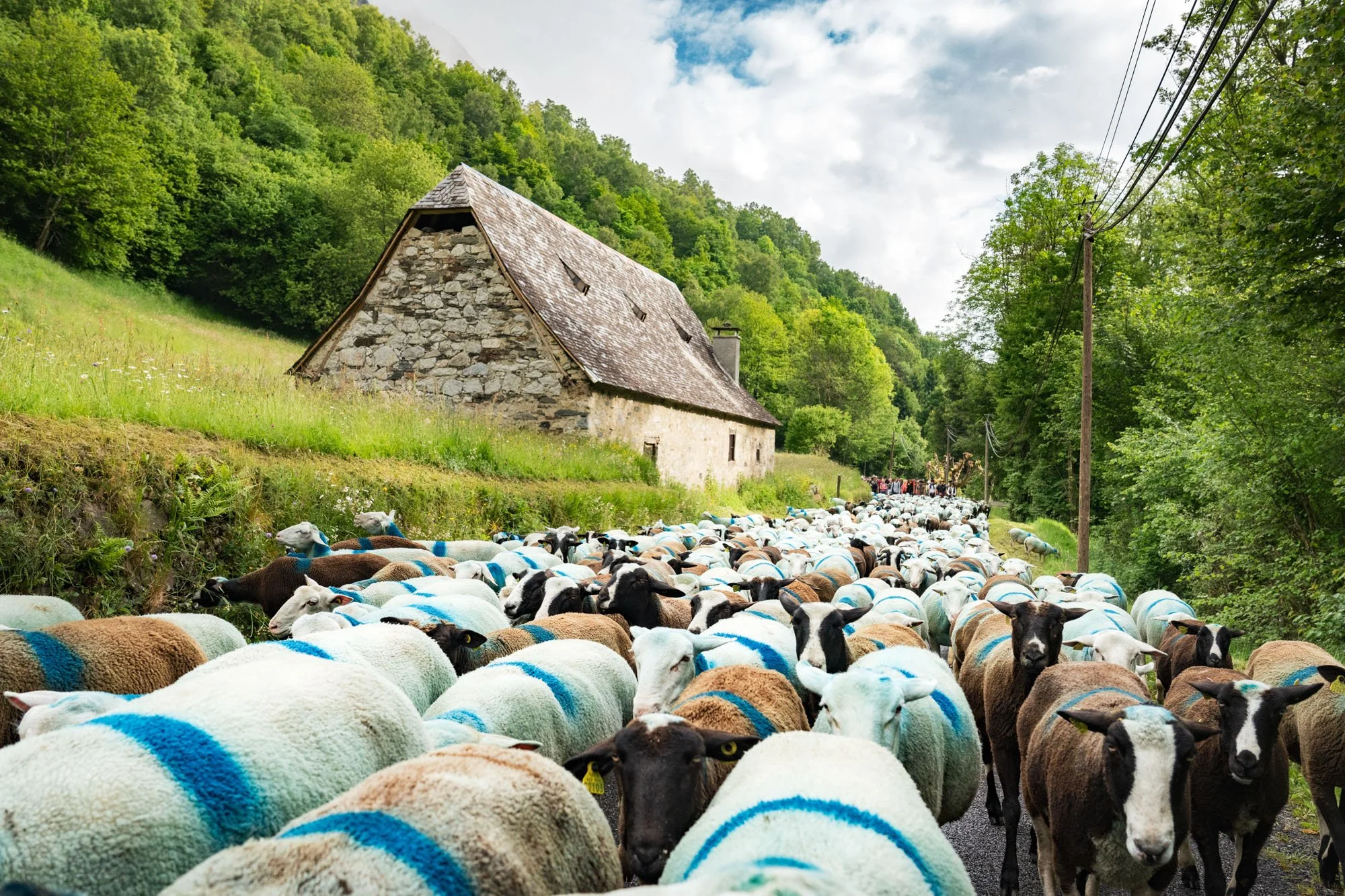 TRANSHUMANCE PYRENEES - JONATHAN CATHALA - SITE COLLECTIF DR-17.jpg