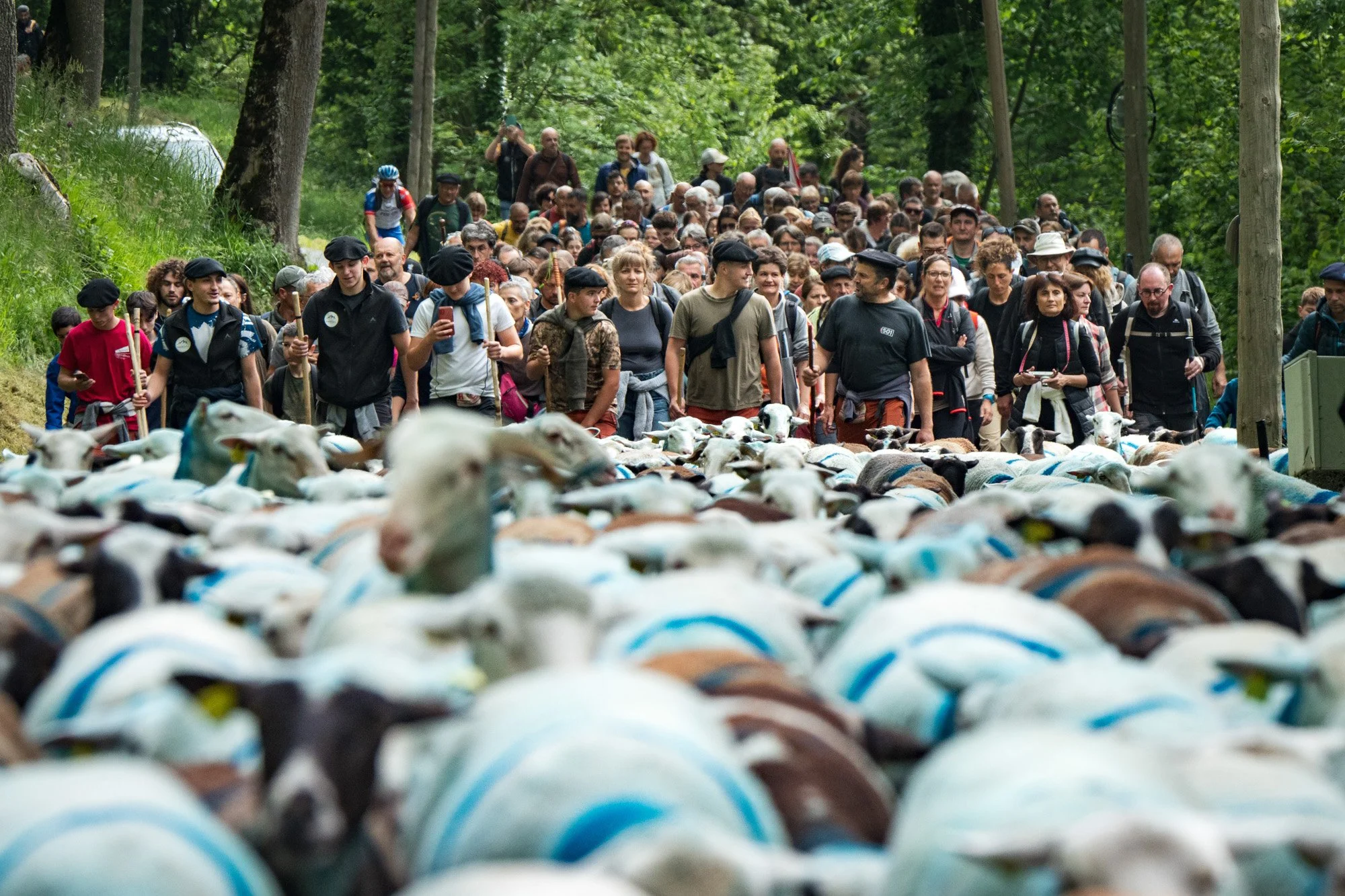 TRANSHUMANCE PYRENEES - JONATHAN CATHALA - SITE COLLECTIF DR-21.jpg