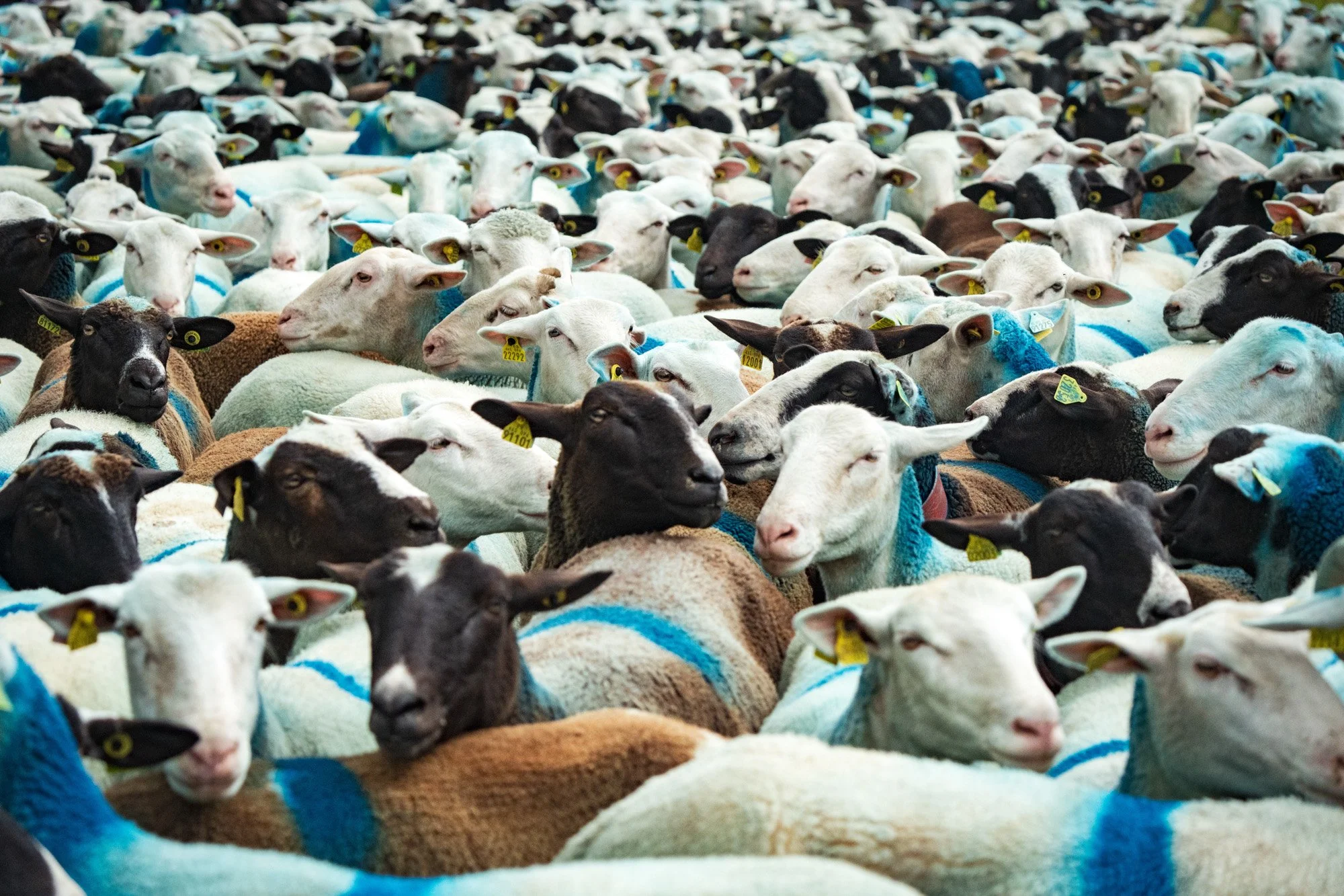 TRANSHUMANCE PYRENEES - JONATHAN CATHALA - SITE COLLECTIF DR-23.jpg