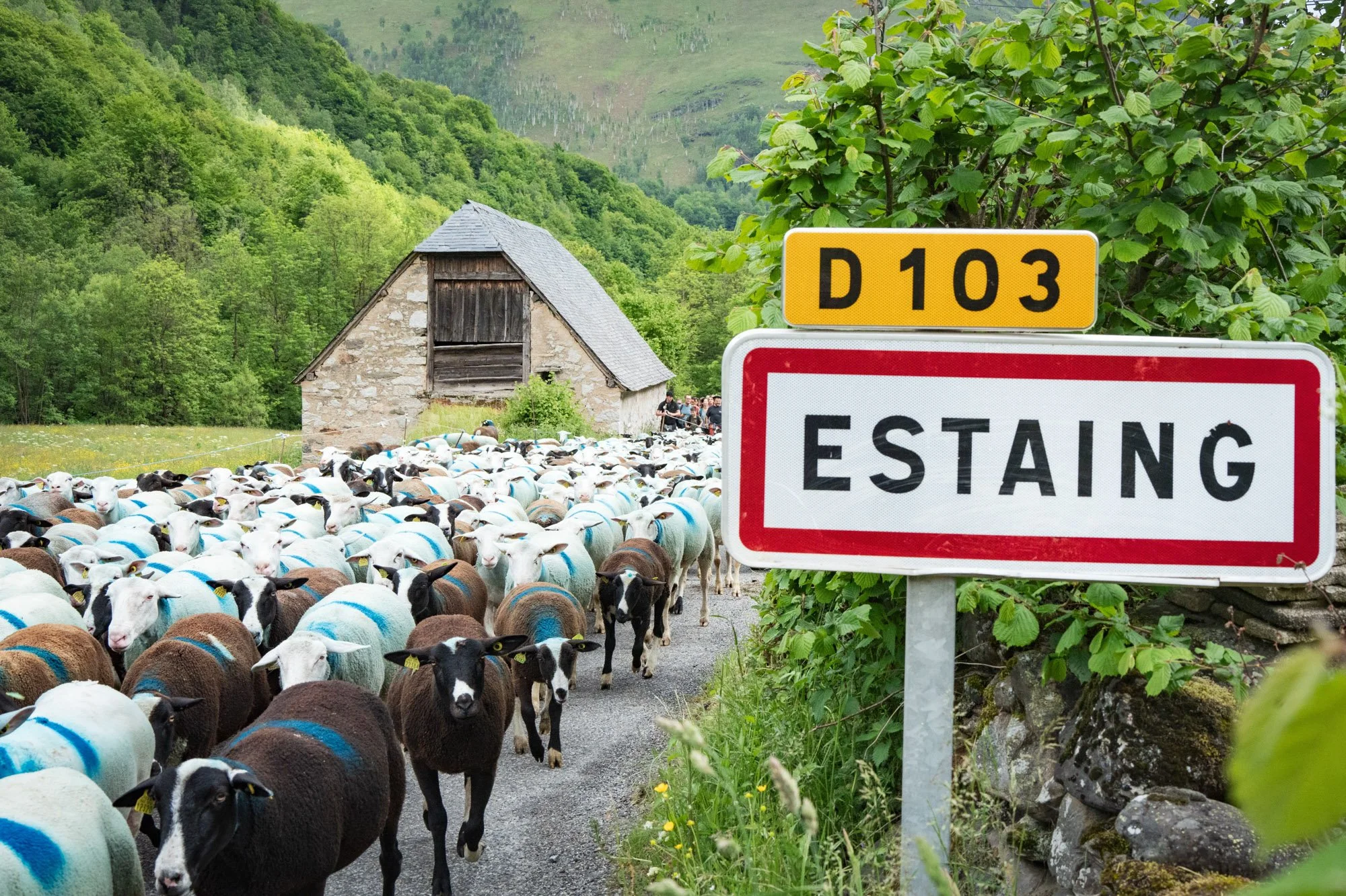 TRANSHUMANCE PYRENEES - JONATHAN CATHALA - SITE COLLECTIF DR-25.jpg