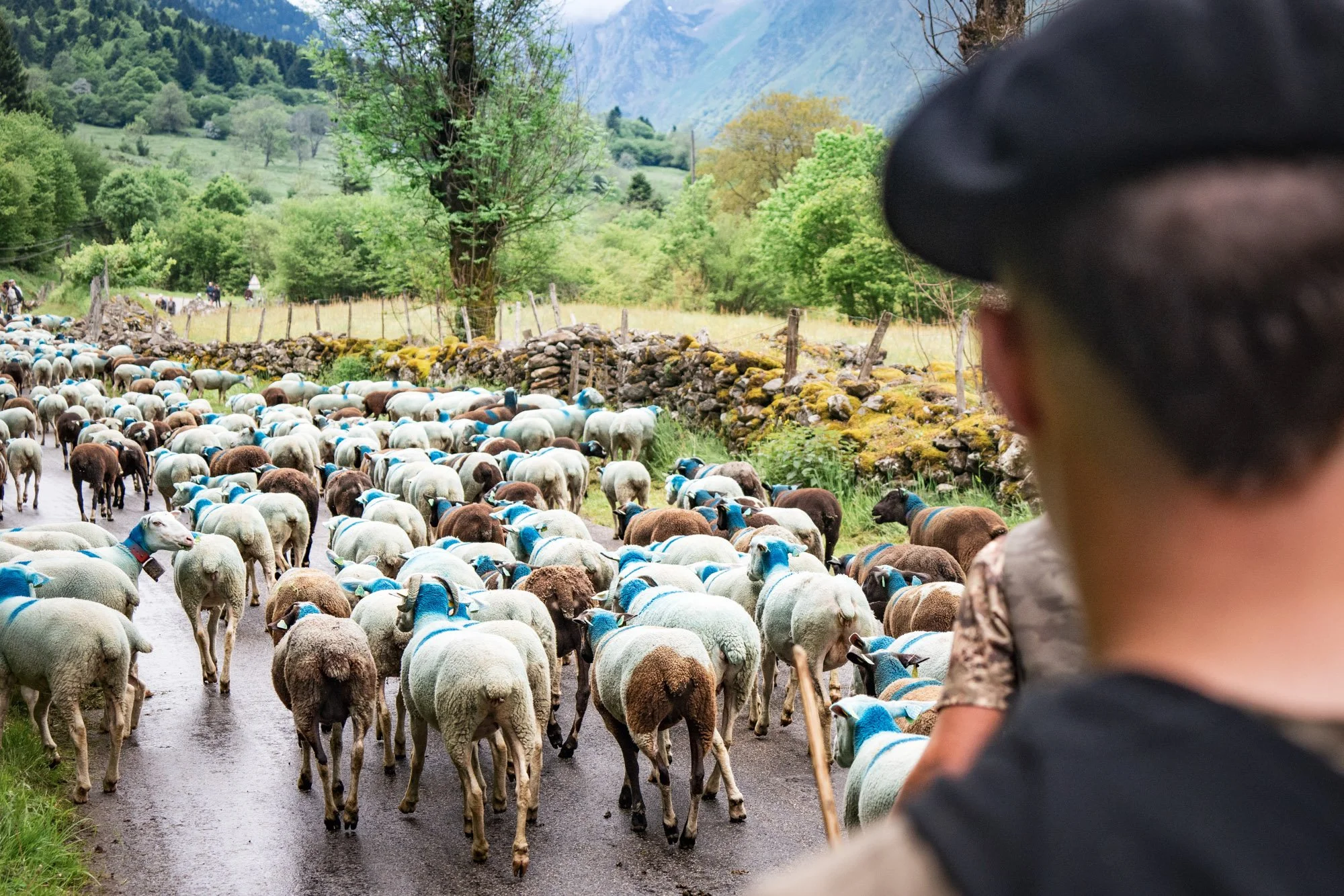 TRANSHUMANCE PYRENEES - JONATHAN CATHALA - SITE COLLECTIF DR-30.jpg