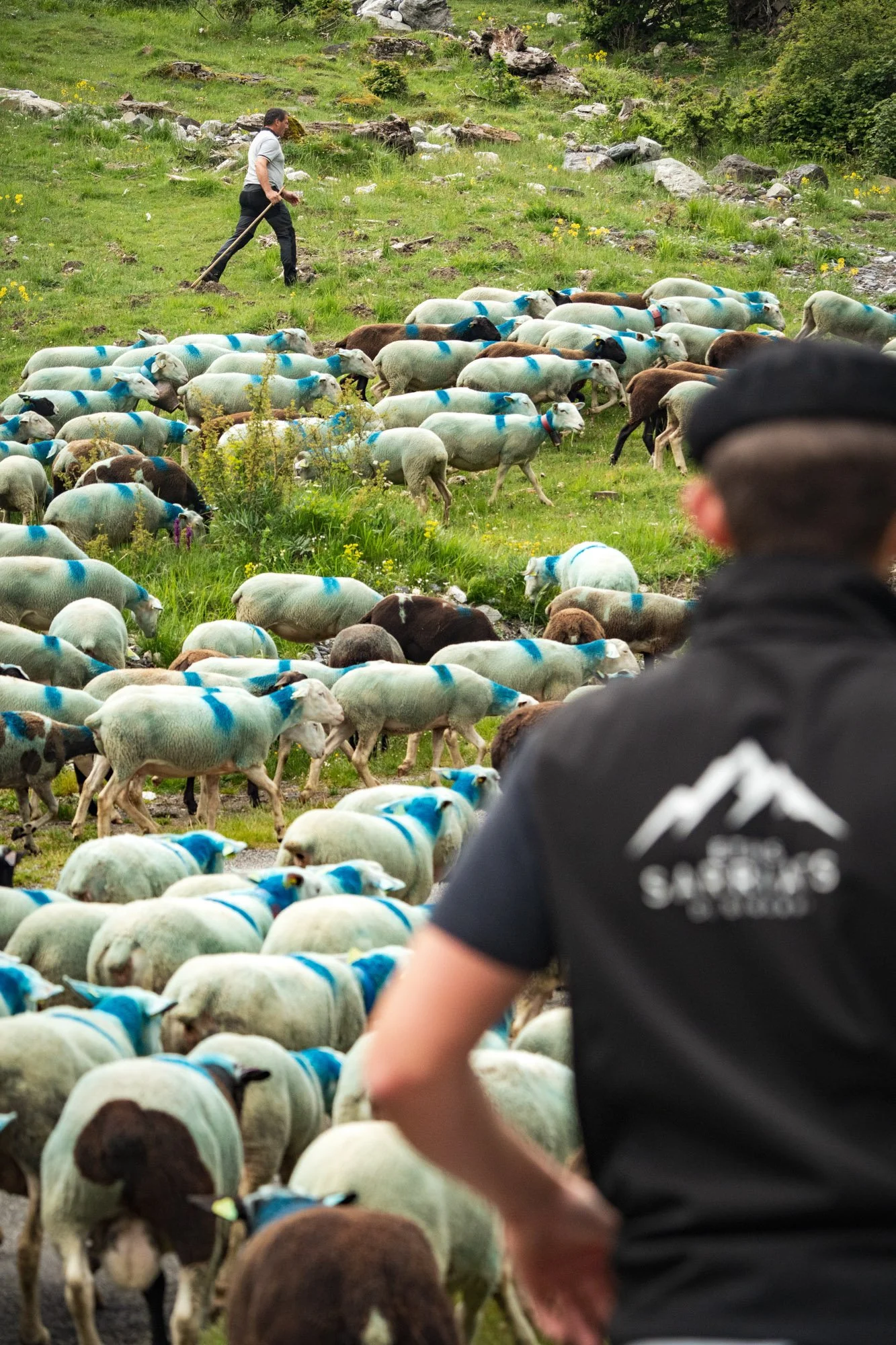 TRANSHUMANCE PYRENEES - JONATHAN CATHALA - SITE COLLECTIF DR-32.jpg