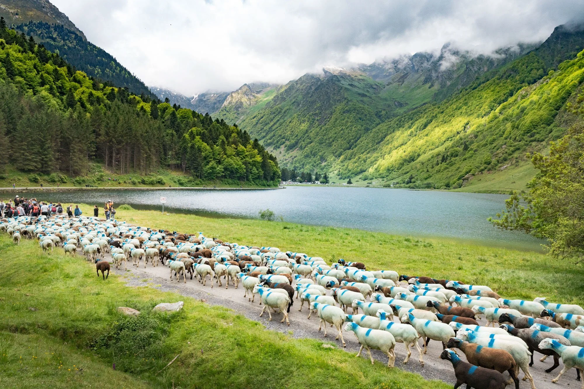 TRANSHUMANCE PYRENEES - JONATHAN CATHALA - SITE COLLECTIF DR-34.jpg
