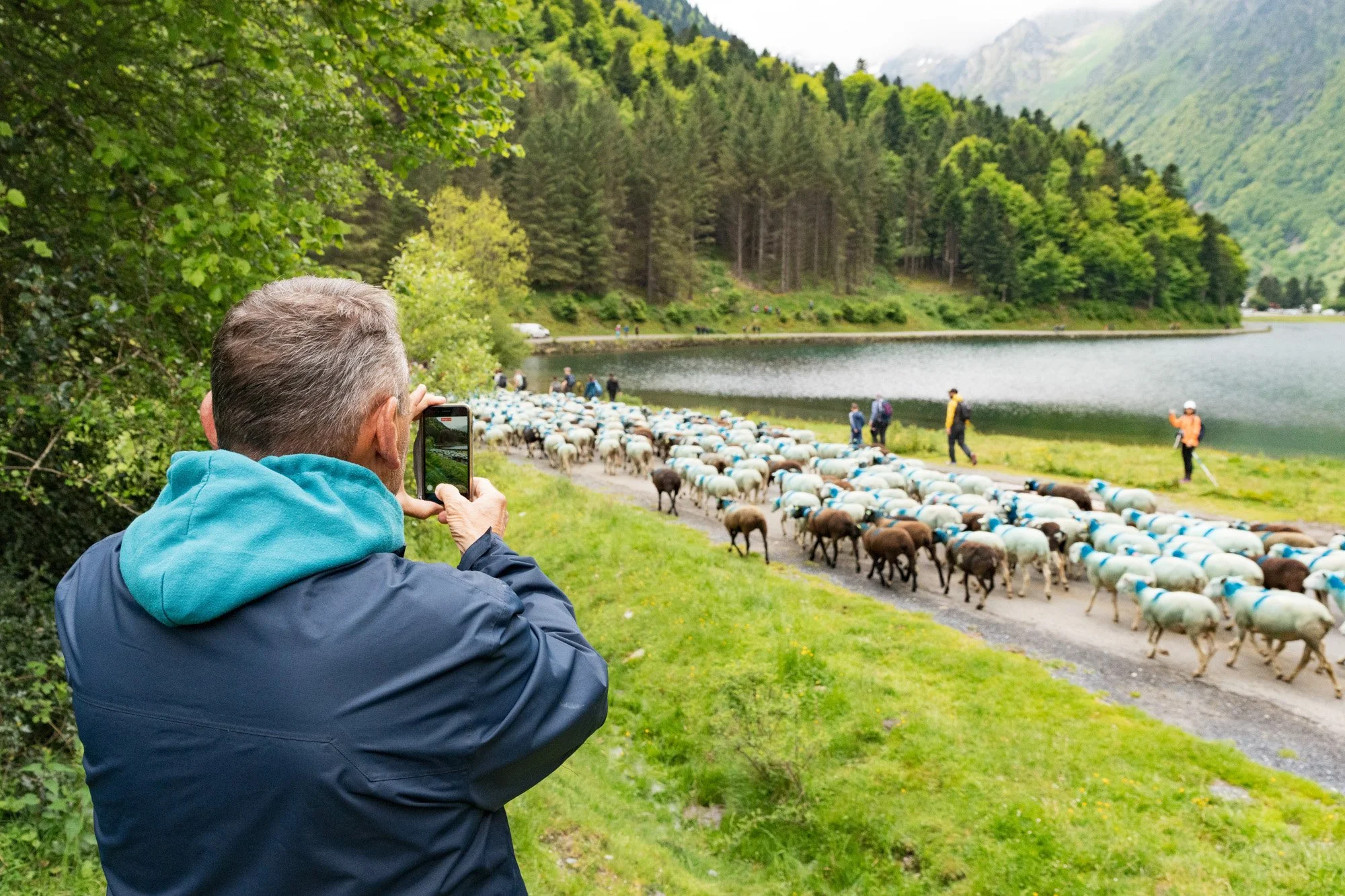 TRANSHUMANCE PYRENEES - JONATHAN CATHALA - SITE COLLECTIF DR-35.jpg