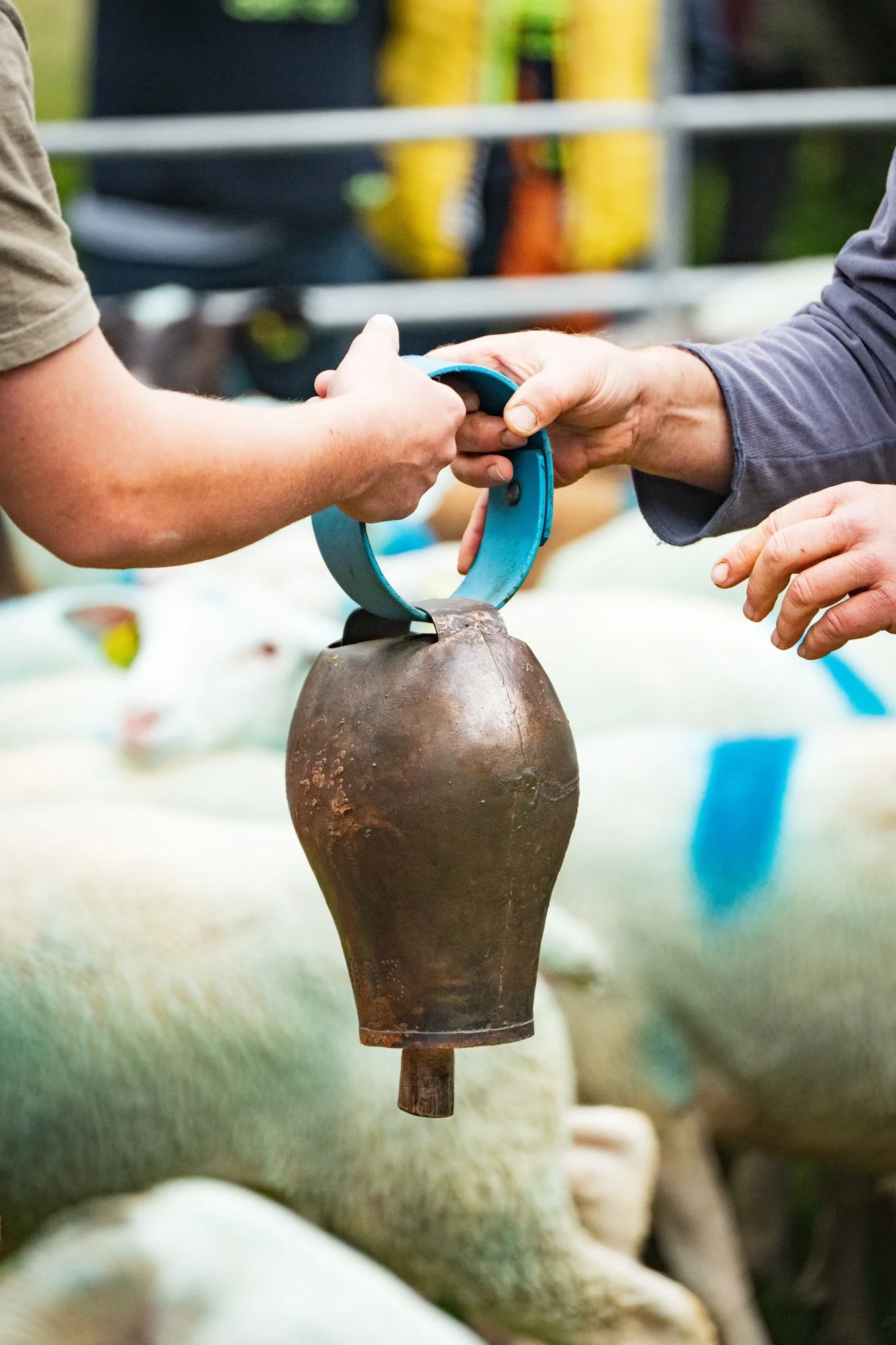 TRANSHUMANCE PYRENEES - JONATHAN CATHALA - SITE COLLECTIF DR-37.jpg