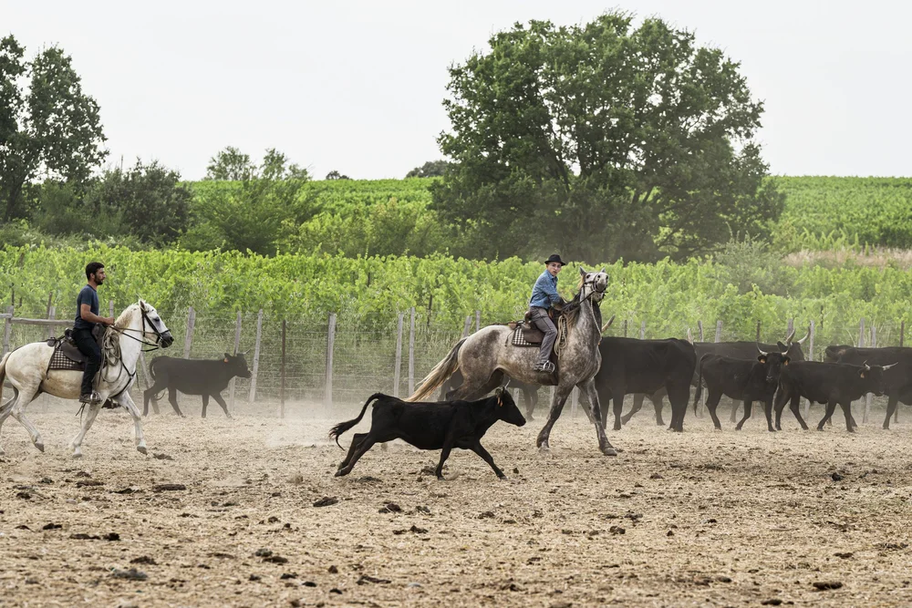 5 choses à savoir sur les chevaux de Camargue