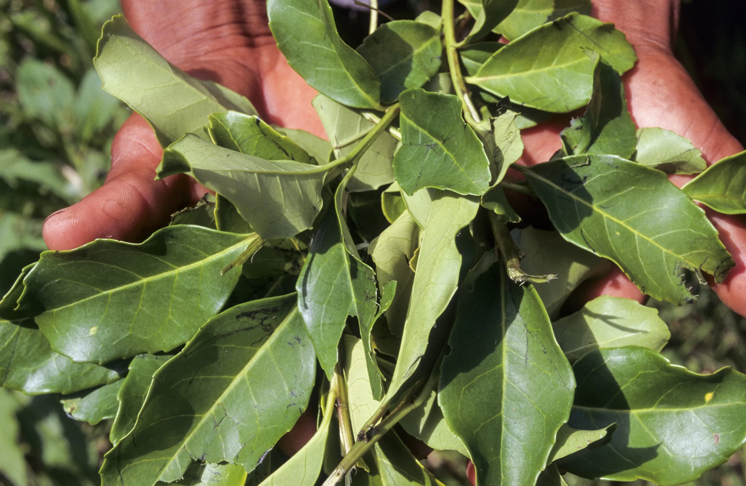 ARGENTINE - MATE – INFUSION - TRADITION - GB-3.jpg