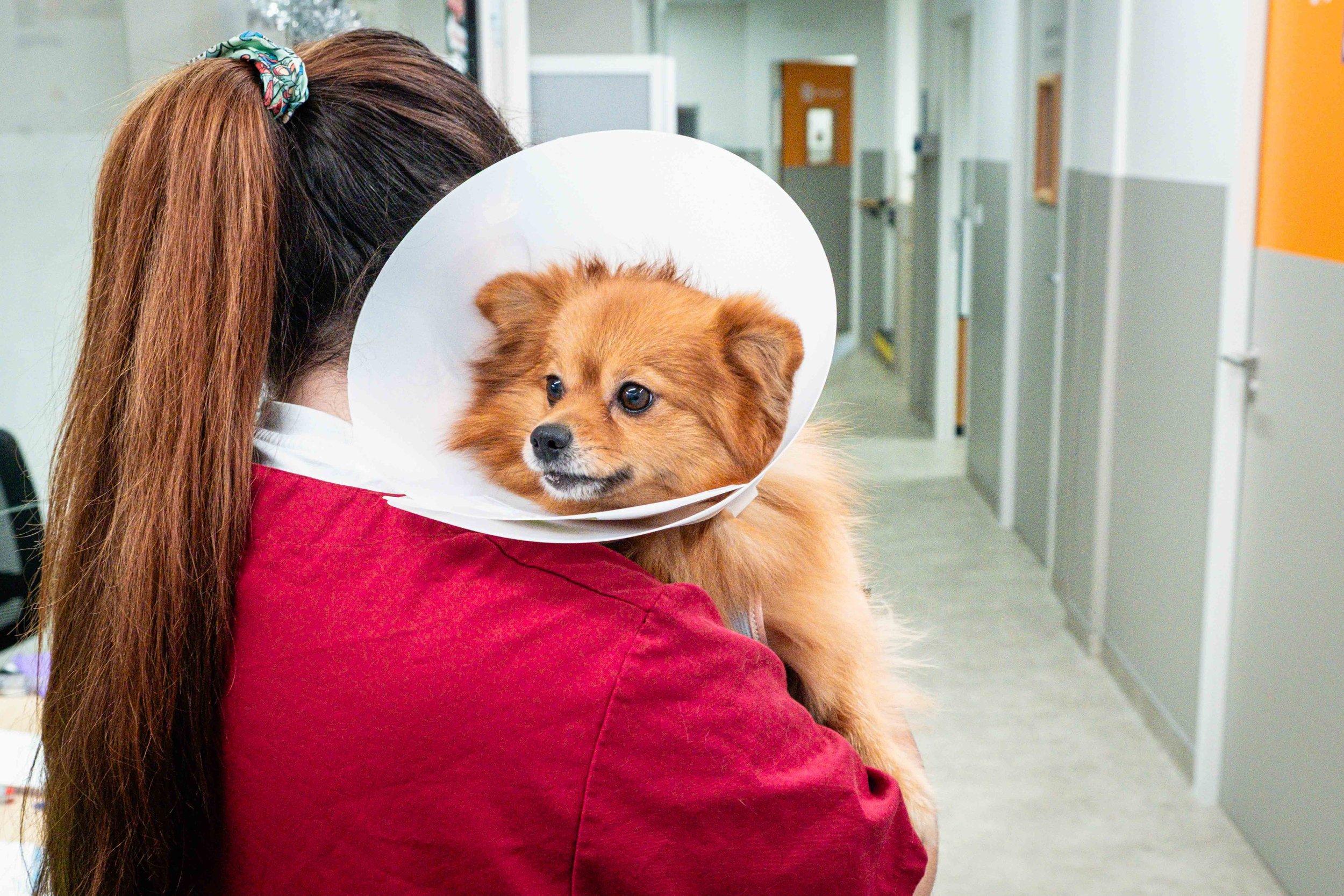 Dispensaire SPA : l’aide vétérinaire accessible