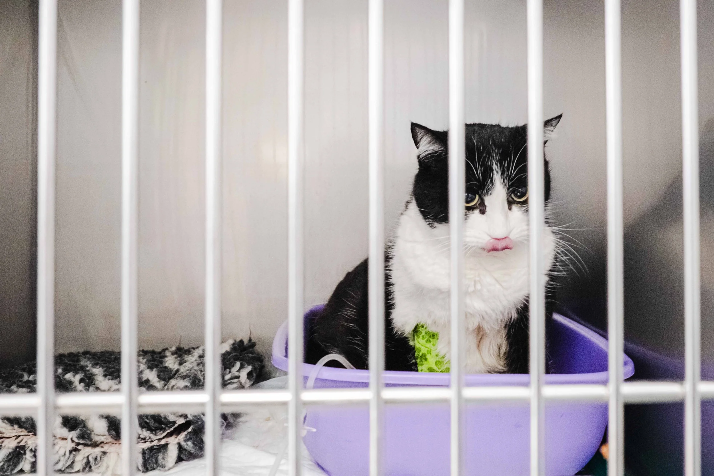 Dispensaire SPA - Franck CHAPOLARD-13.jpg