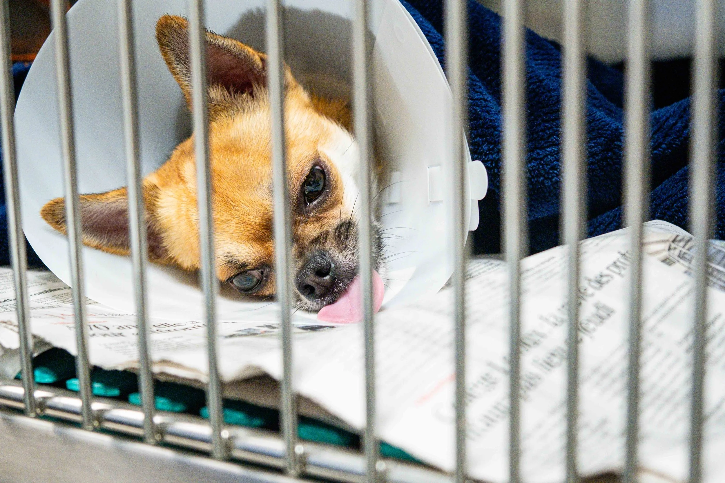 Dispensaire SPA - Franck CHAPOLARD-14.jpg