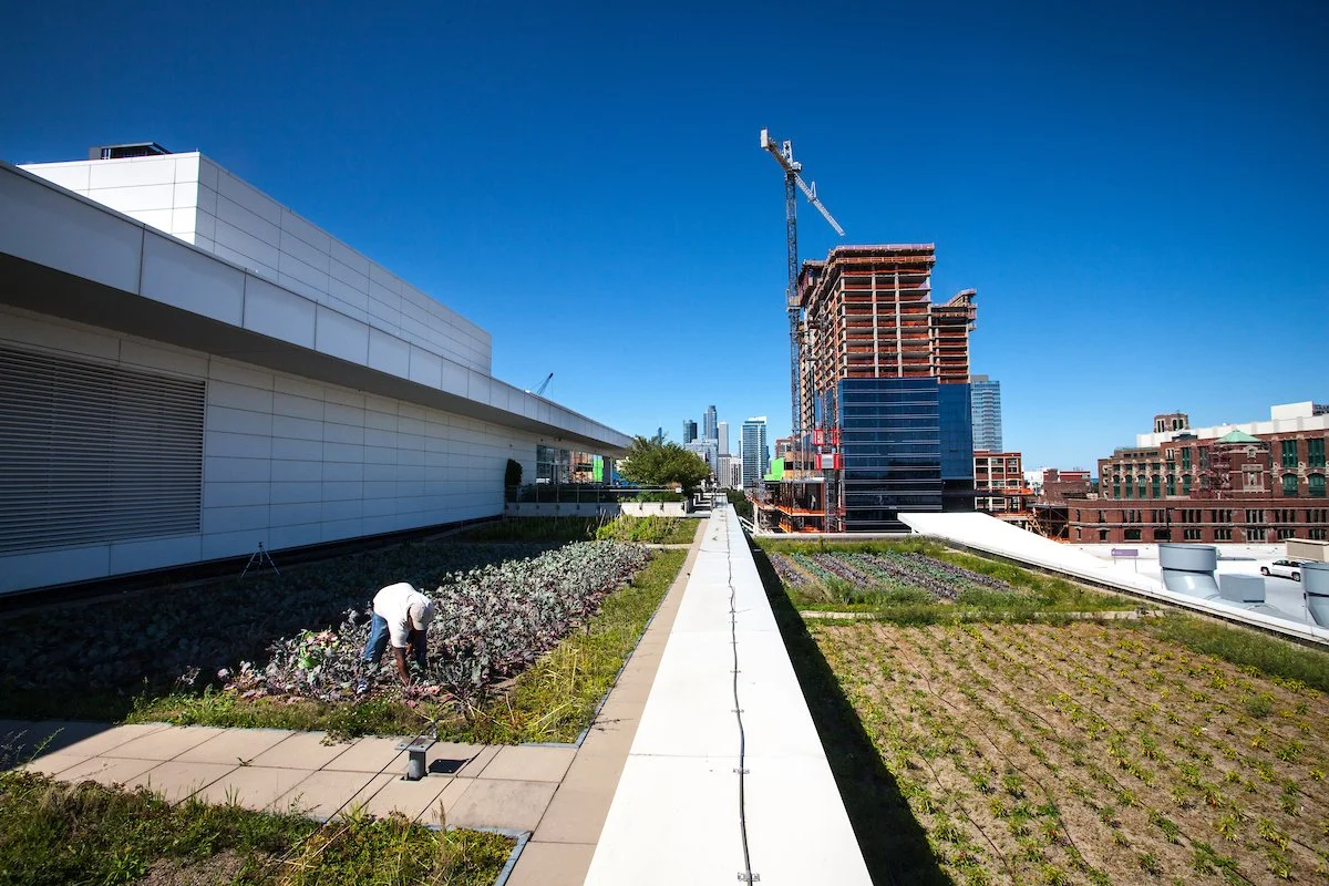 Urban_agriculture_Chicago-43.jpg