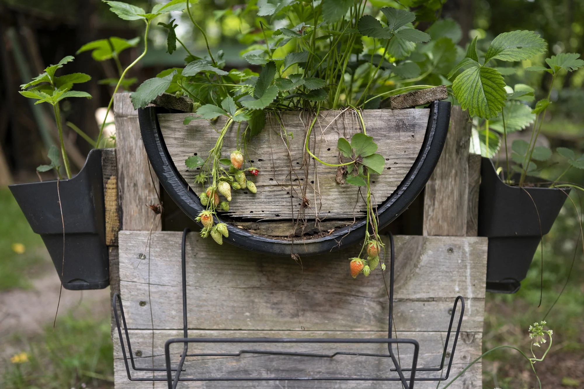 7-FRANCE-HAUTE GIRONDE-JARDIN THERAPEUTIQUE D OREDA-EL-9.jpg