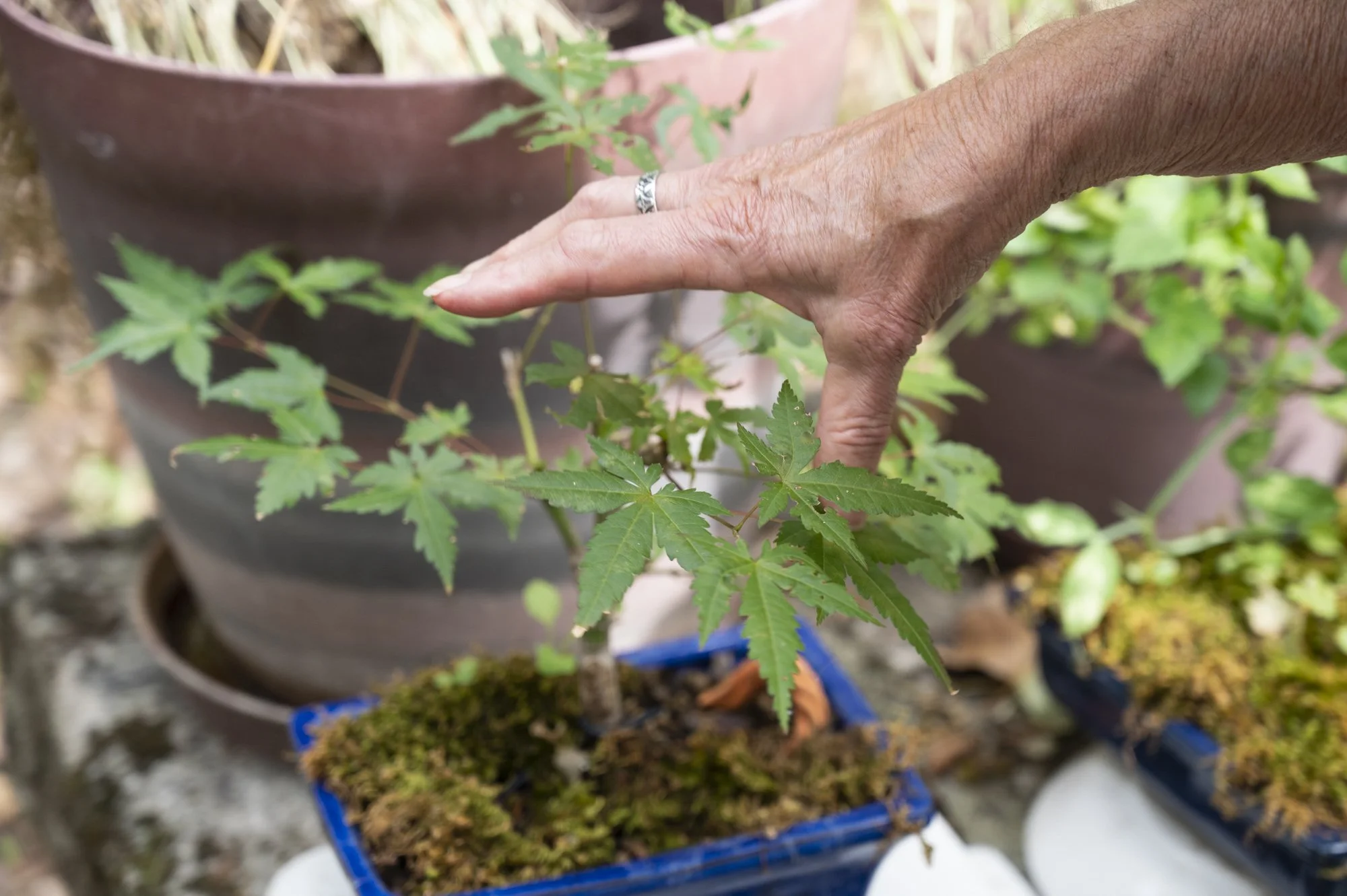 27-FRANCE-HAUTE GIRONDE-JARDIN THERAPEUTIQUE D OREDA-EL-18.jpg