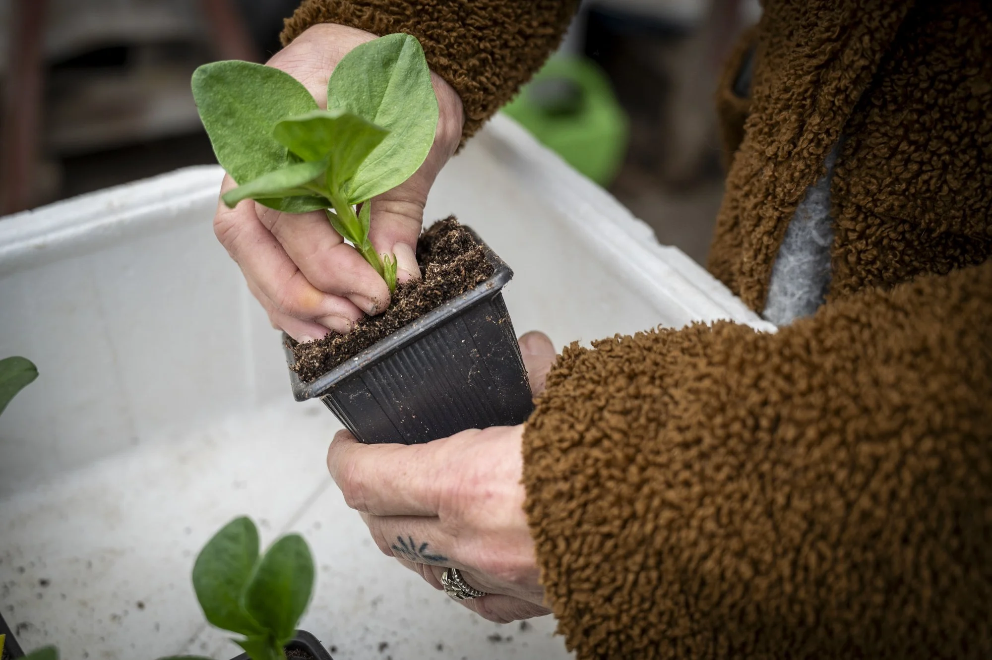 34-FRANCE-HAUTE GIRONDE-JARDIN THERAPEUTIQUE D OREDA-EL-32.jpg