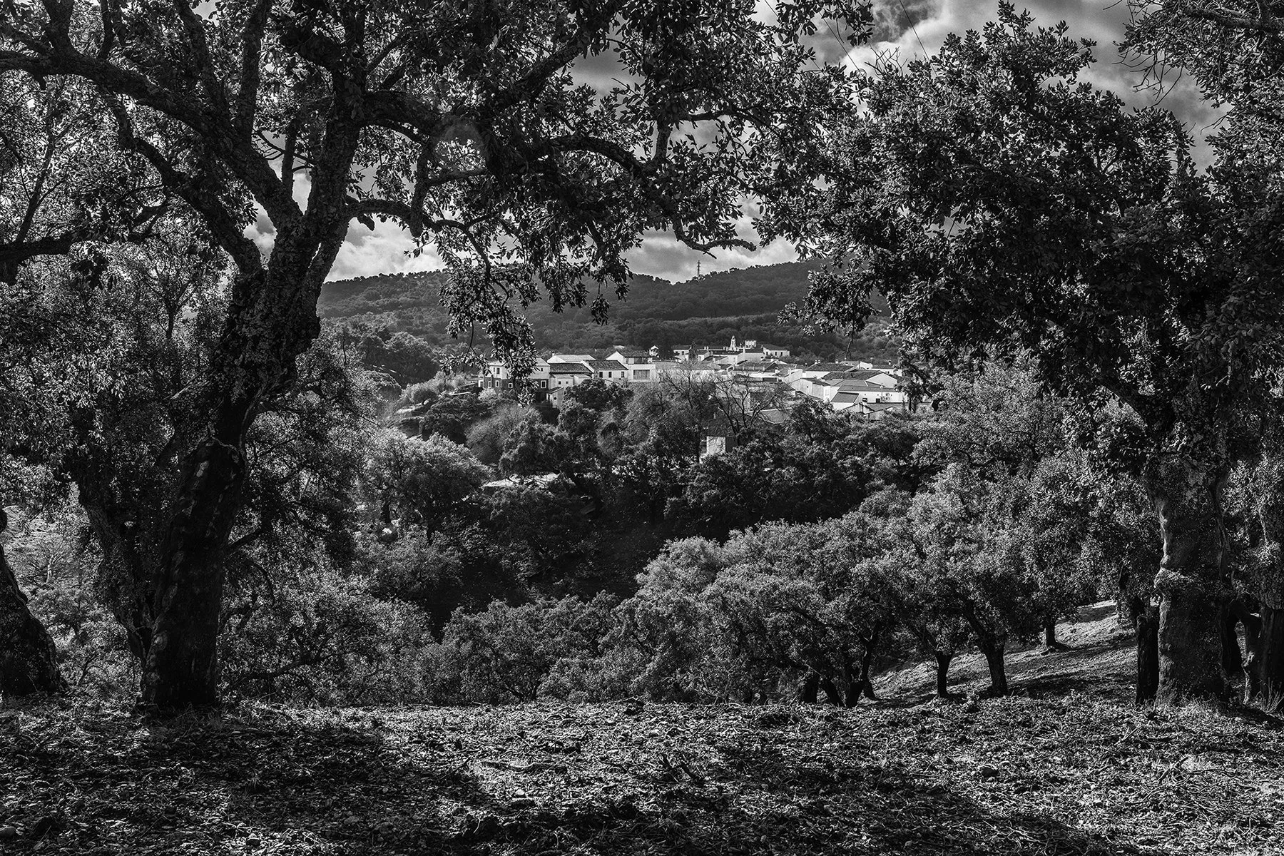 1 Ludovic Vauthier_Bellota un art ancestral.jpg