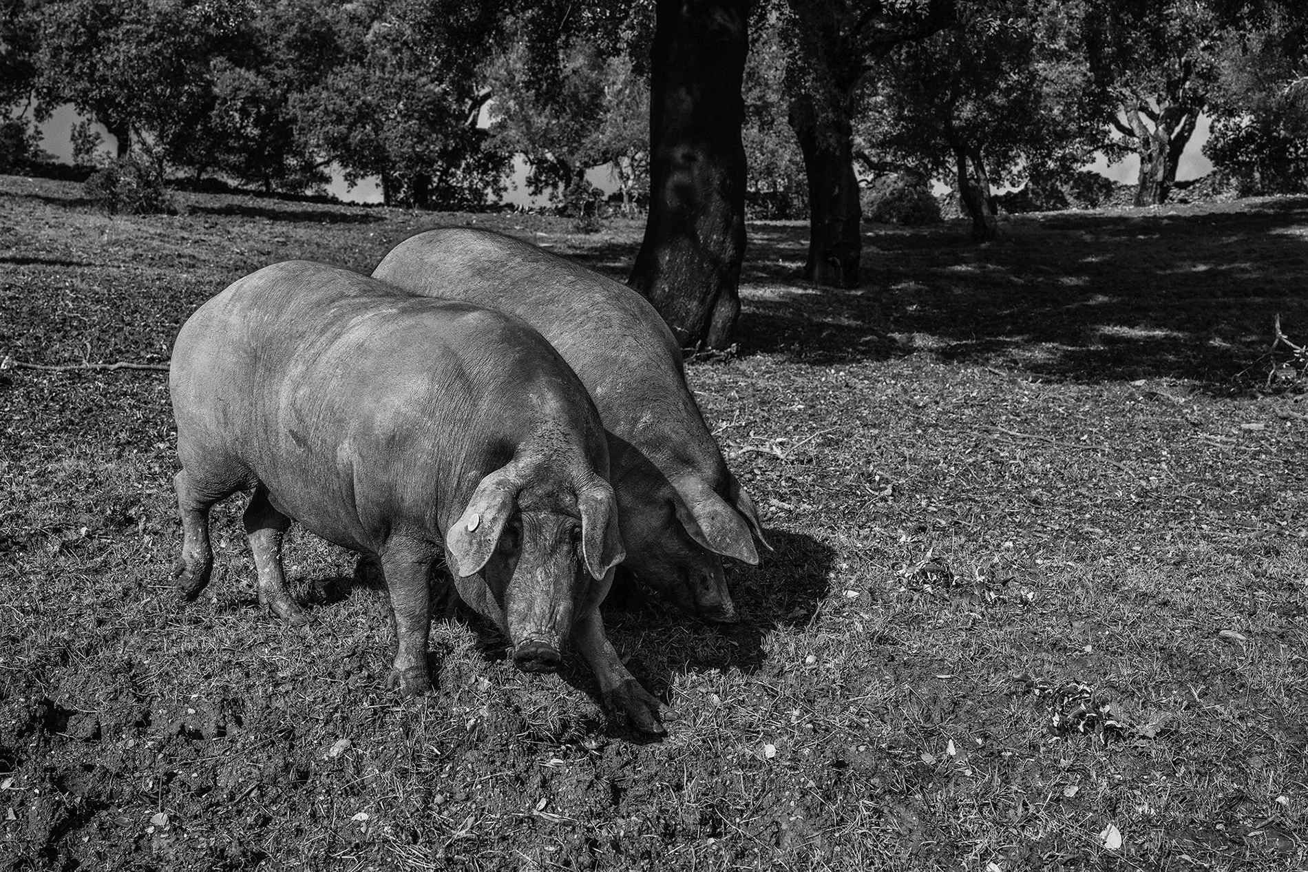 2 Ludovic Vauthier_Bellota un art ancestral-2 copie.jpg